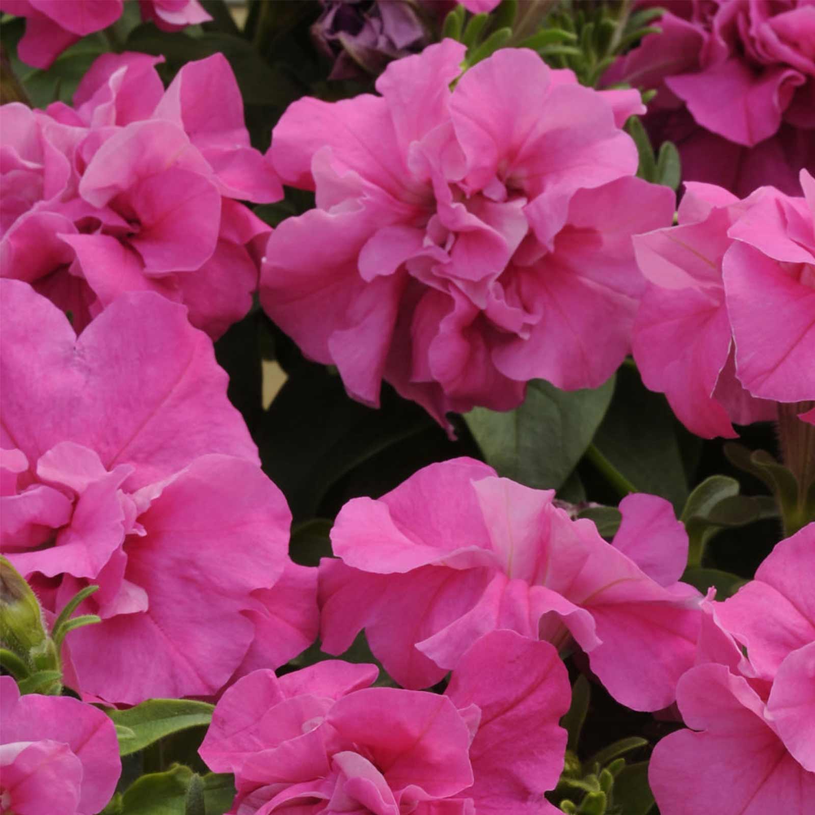 Petunia Seeds - Double Madness - Pink - Pack of 25 Pelleted Seeds - Flower Garden - Buy Petunia x hybrida Seeds Online