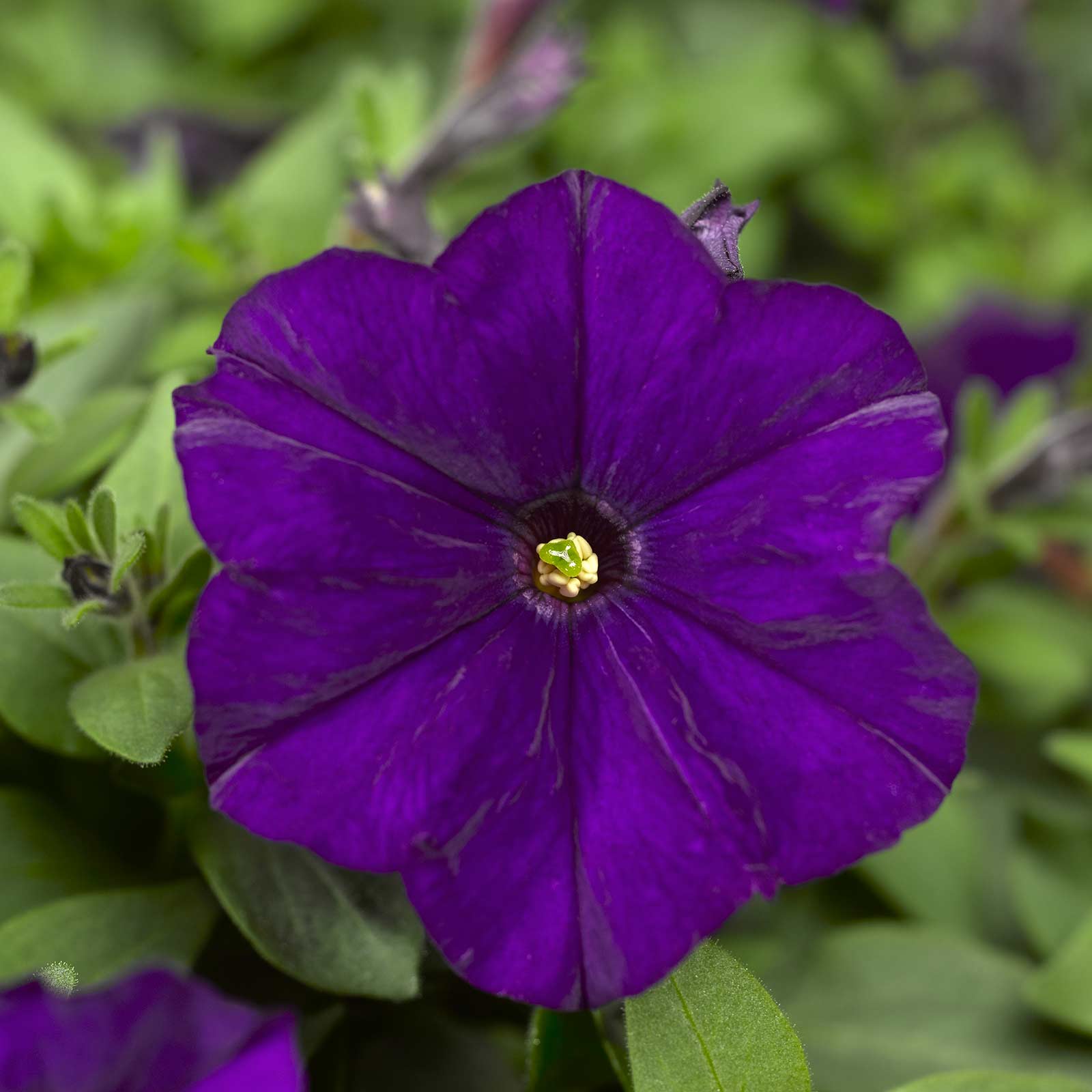 Petunia Seeds - Picobella - Blue - 100 Pelleted Seeds - Flower Garden - Annual - Buy Gardening Seeds Online