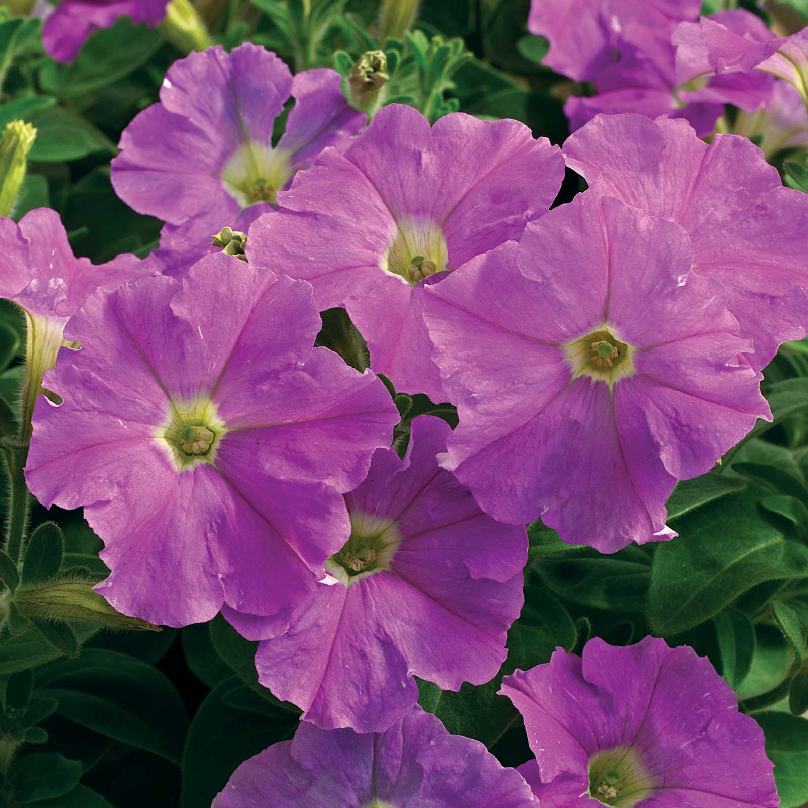 Petunia Seeds - Picobella - Lavender Improved - Packet of 25 Pelleted Seeds - Flower Garden - Annual - Buy Gardening Seeds Onlin