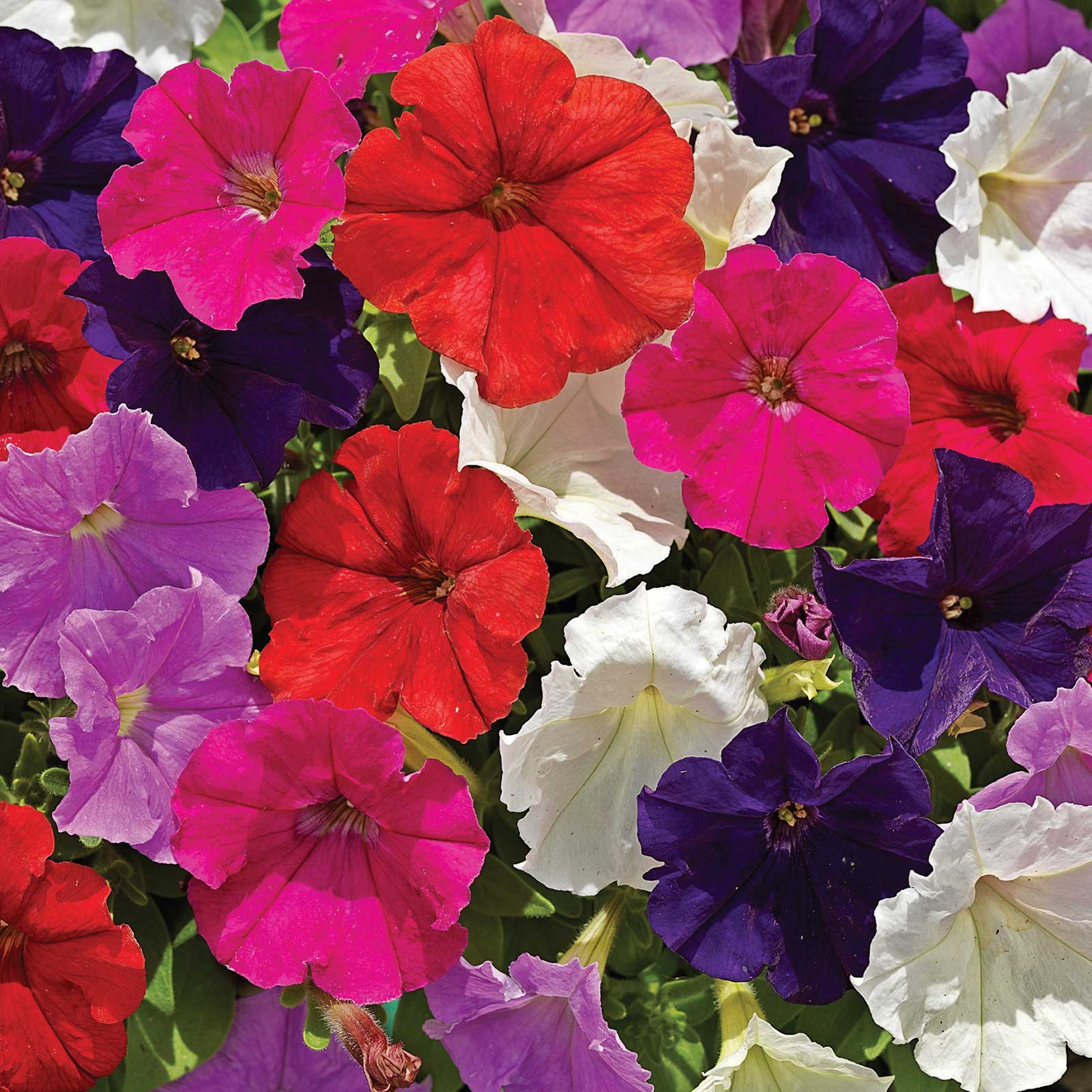 Petunia Seeds - Picobella - Mix - 100 Pelleted Seeds - Flower Garden - Annual - Buy Gardening Seeds Online