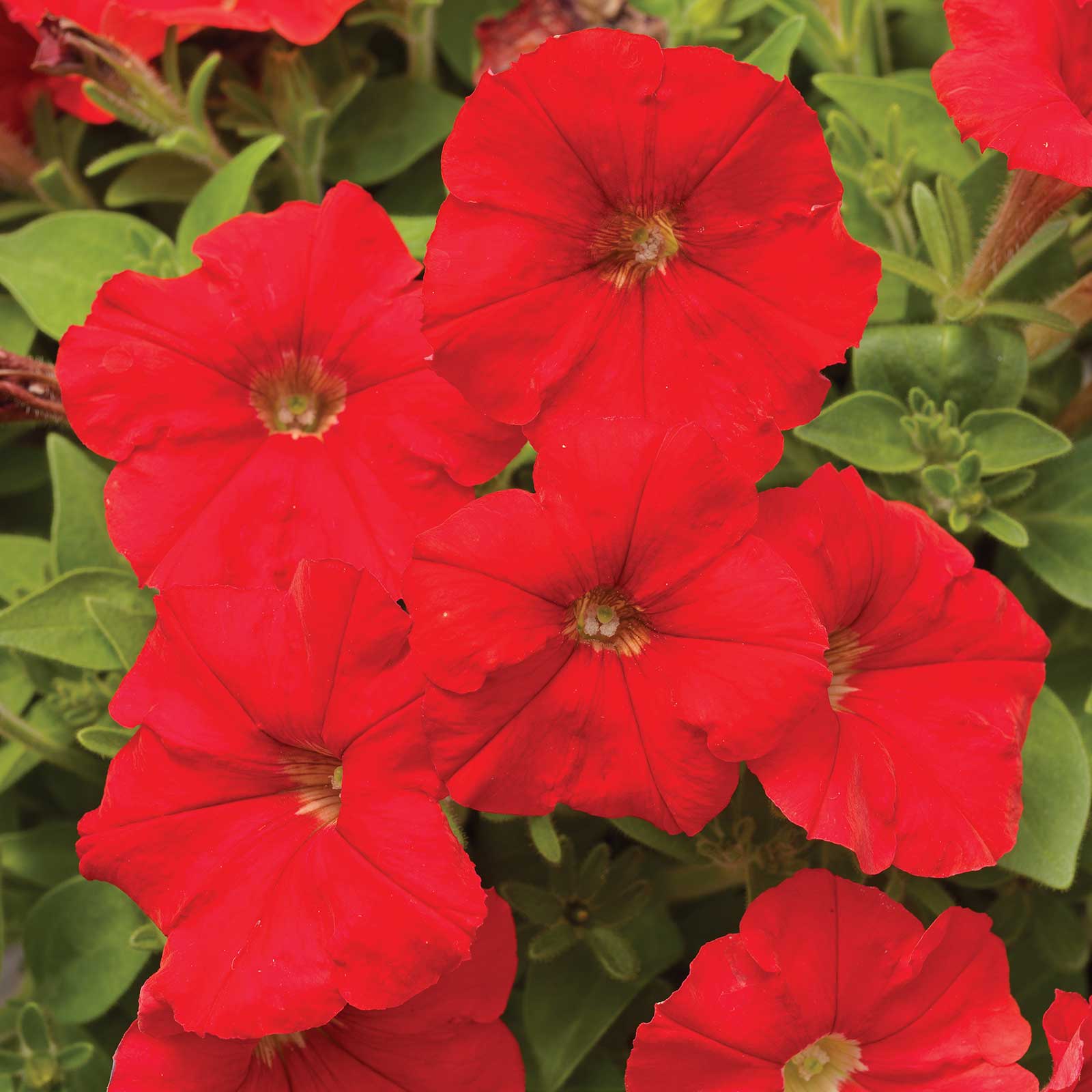 Petunia Seeds - Picobella - Red - 100 Pelleted Seeds - Flower Garden - Annual - Buy Gardening Seeds Online