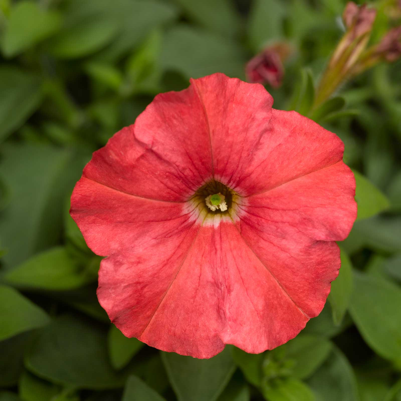 Petunia Seeds - Picobella - Salmon - 100 Pelleted Seeds - Flower Garden - Annual - Buy Gardening Seeds Online