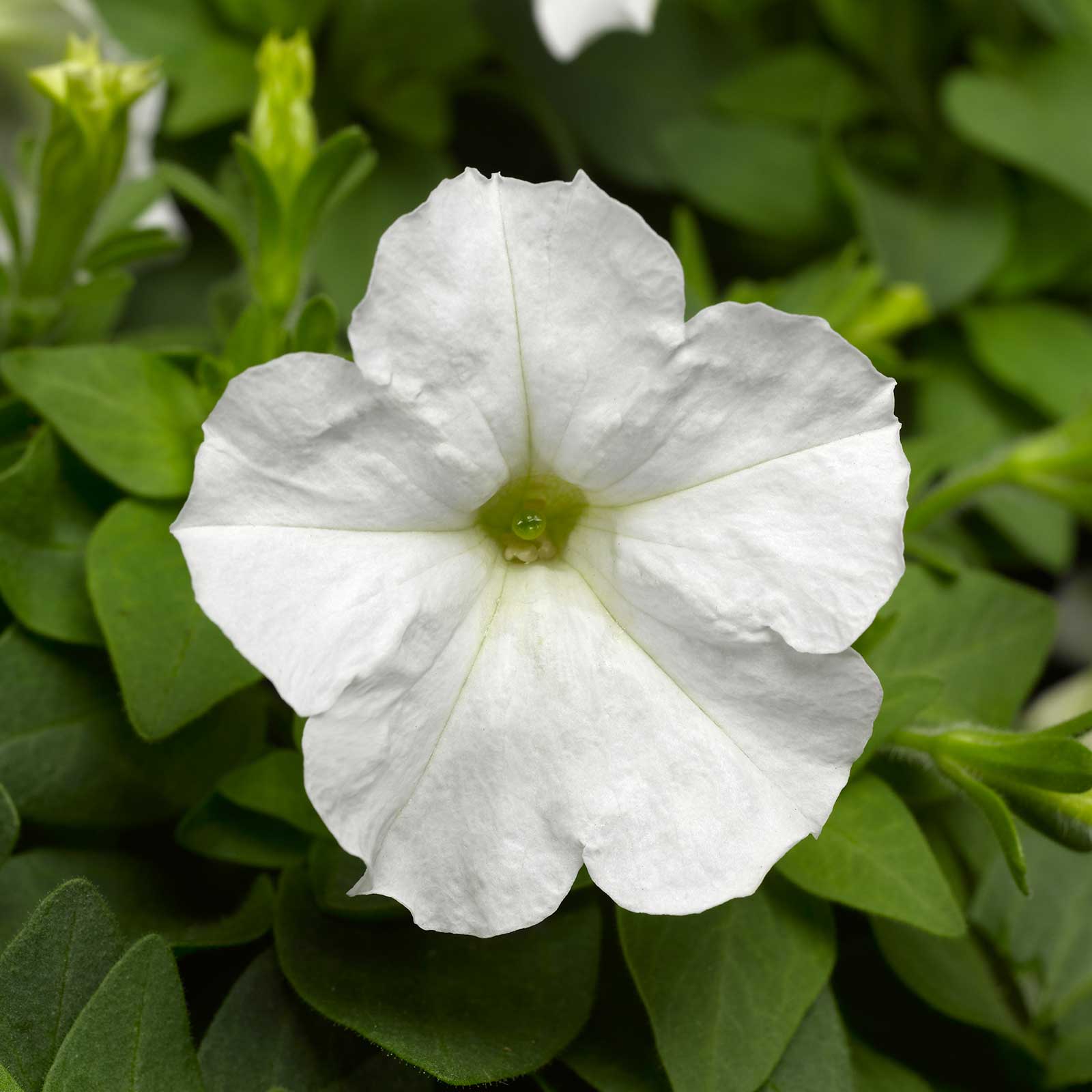 Petunia Seeds - Picobella - White - 100 Pelleted Seeds - Flower Garden - Annual - Buy Gardening Seeds Online