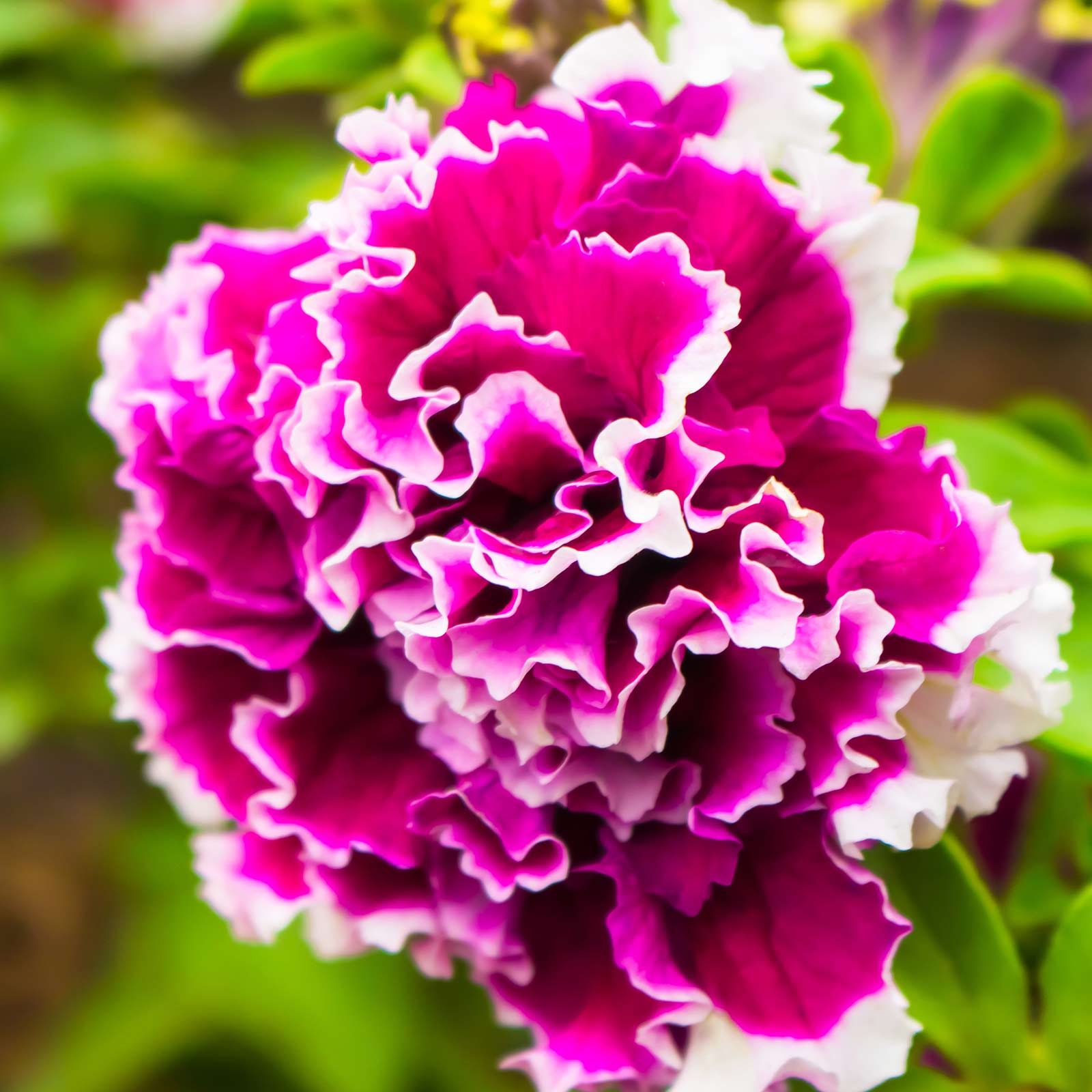 Petunia Seeds - Rose Pirouette - Packet of 25 Pelleted Seeds - Flower Garden - Annual - Buy Gardening Seeds Online