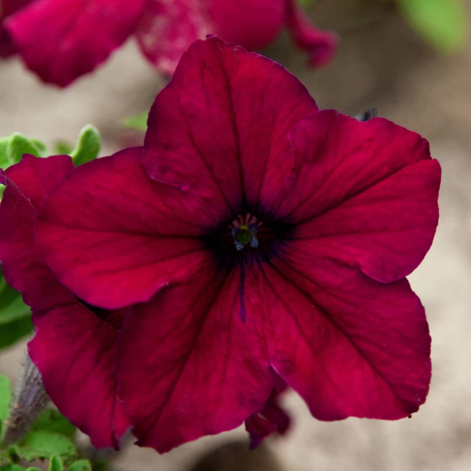 Petunia Seeds - Supercascade - Burgundy - 100 Pelleted Seeds - Flower Garden - Annual - Buy Gardening Seeds Online