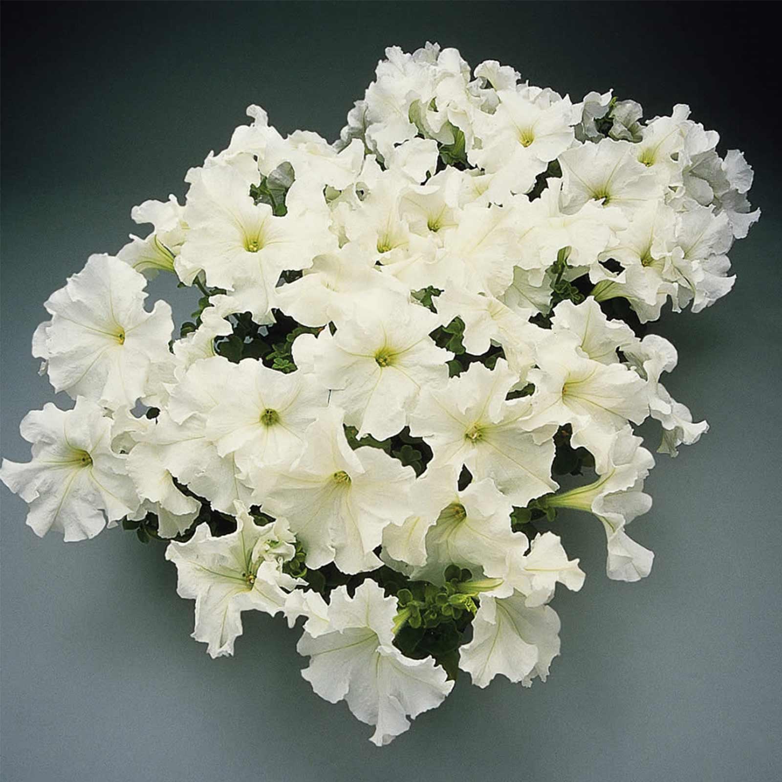 Petunia Seeds - Supercascade - White - 100 Pelleted Seeds - Flower Garden - Annual - Buy Gardening Seeds Online