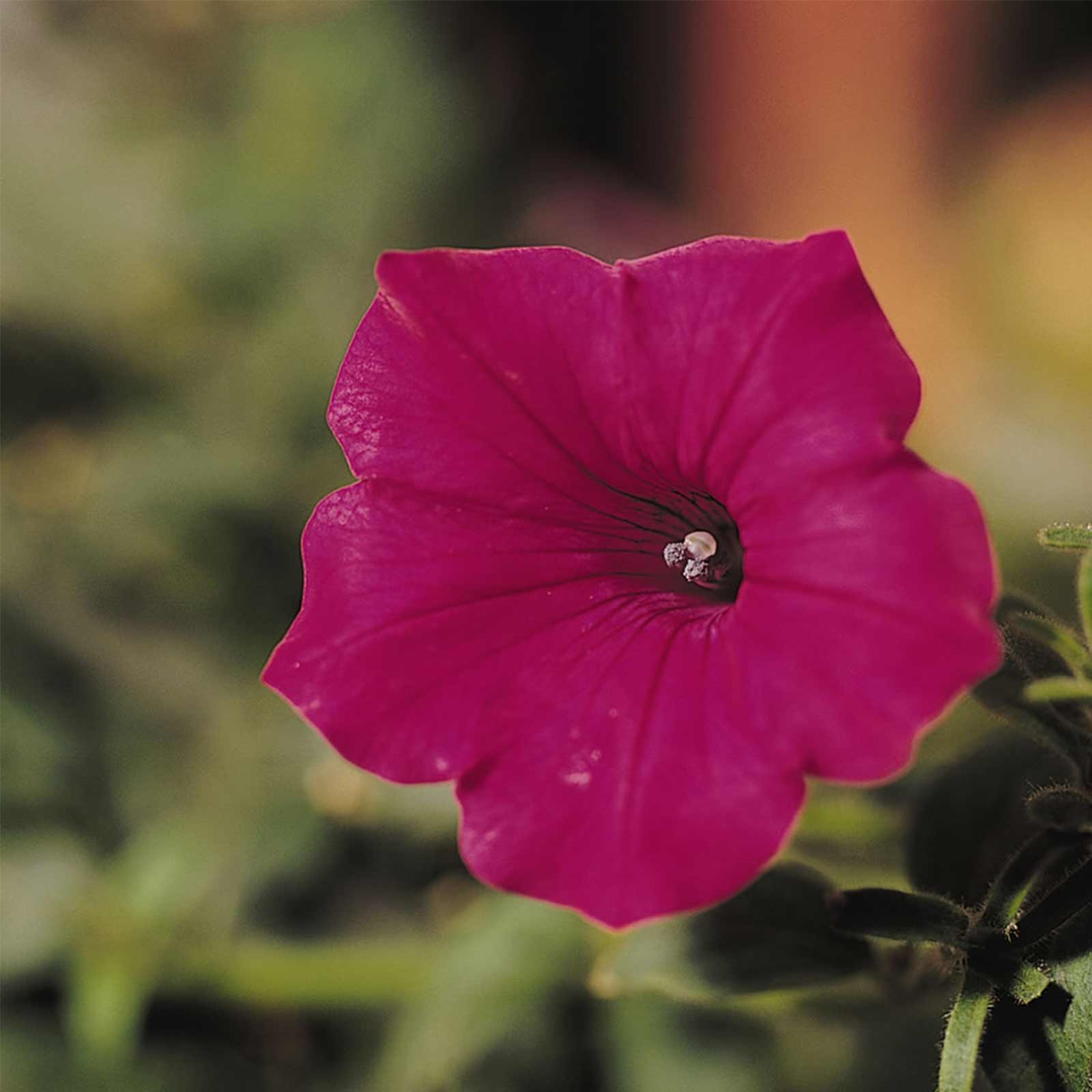 Petunia Seeds - Tidal Wave - Cherry - Packet of 10 Pelleted Seeds - Flower Garden - Annual - Buy Gardening Seeds Online