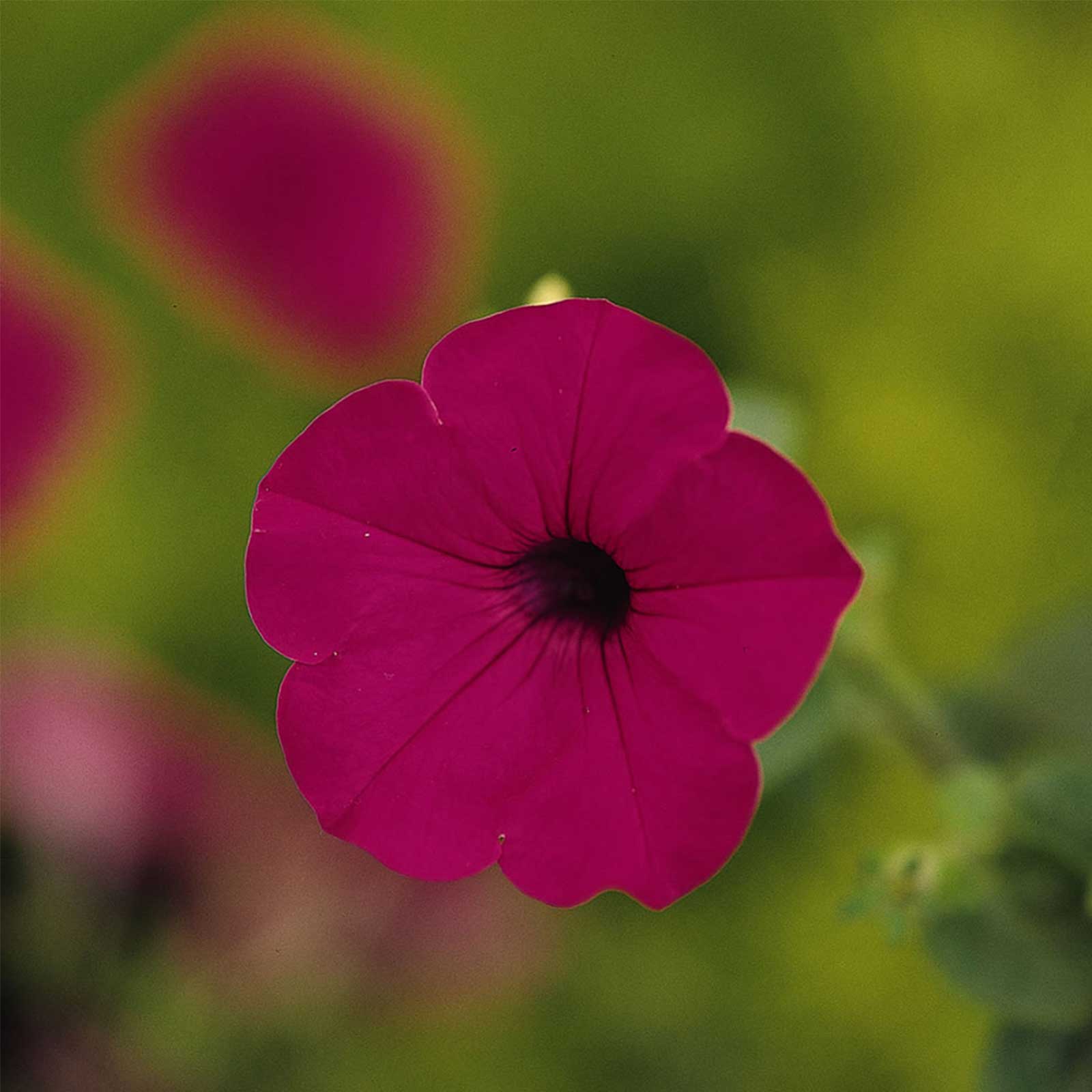 Petunia Seeds - Tidal Wave - Purple - Packet of 10 Pelleted Seeds - Flower Garden - Annual - Buy Gardening Seeds Online