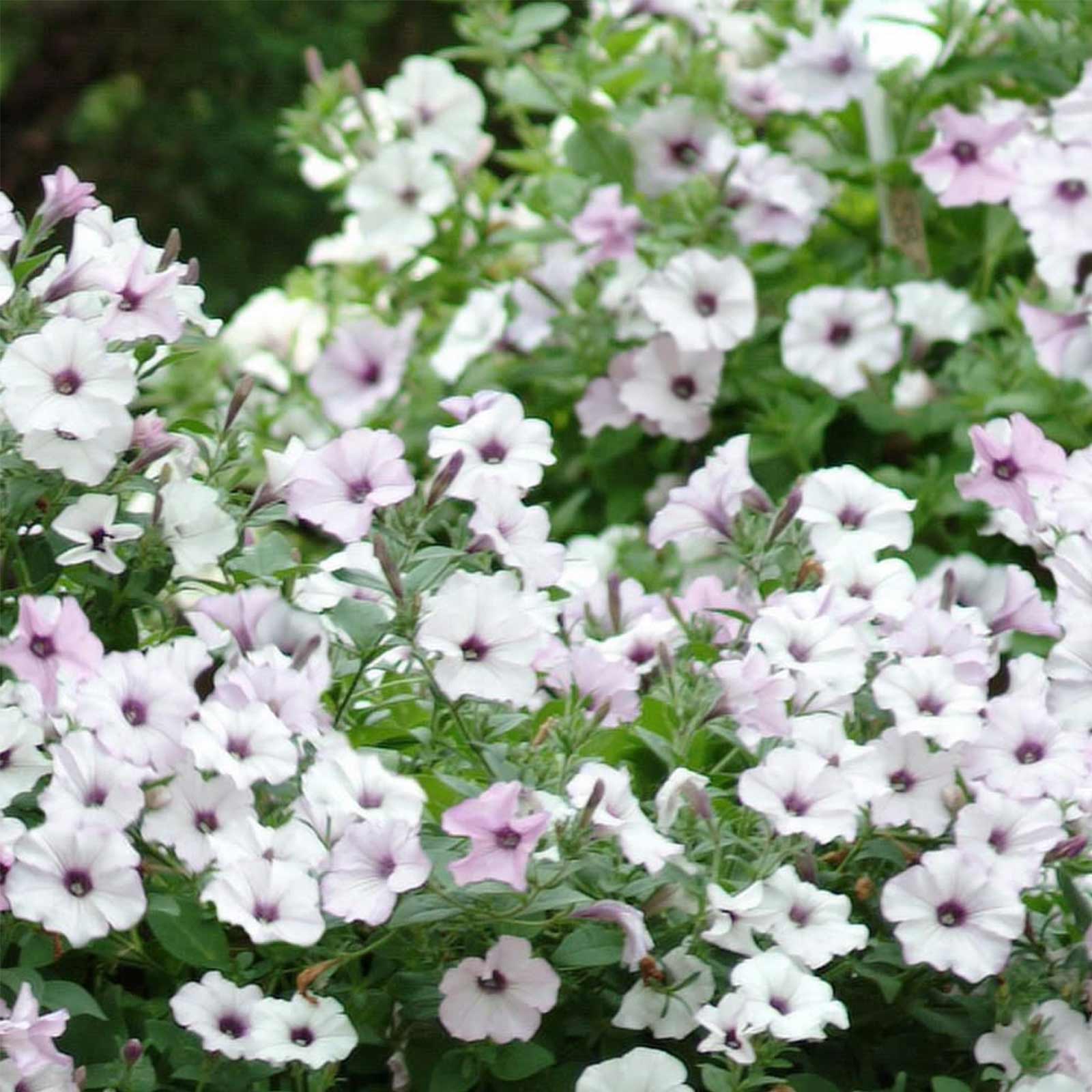 Petunia Seeds - Tidal Wave - Silver - 50 Pelleted Seeds - Flower Garden - Annual - Buy Gardening Seeds Online