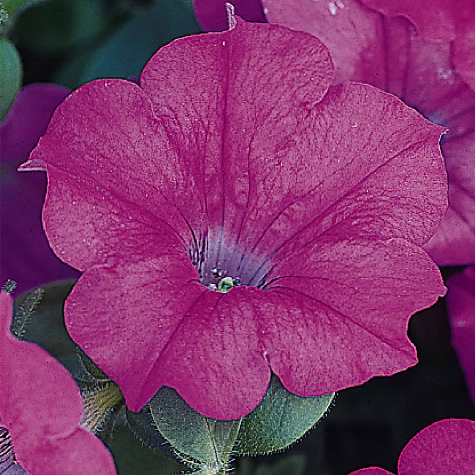 Petunia Seeds - Wave - Lavender - 50 Pelleted Seeds - Flower Garden - Annual - Buy Gardening Seeds Online