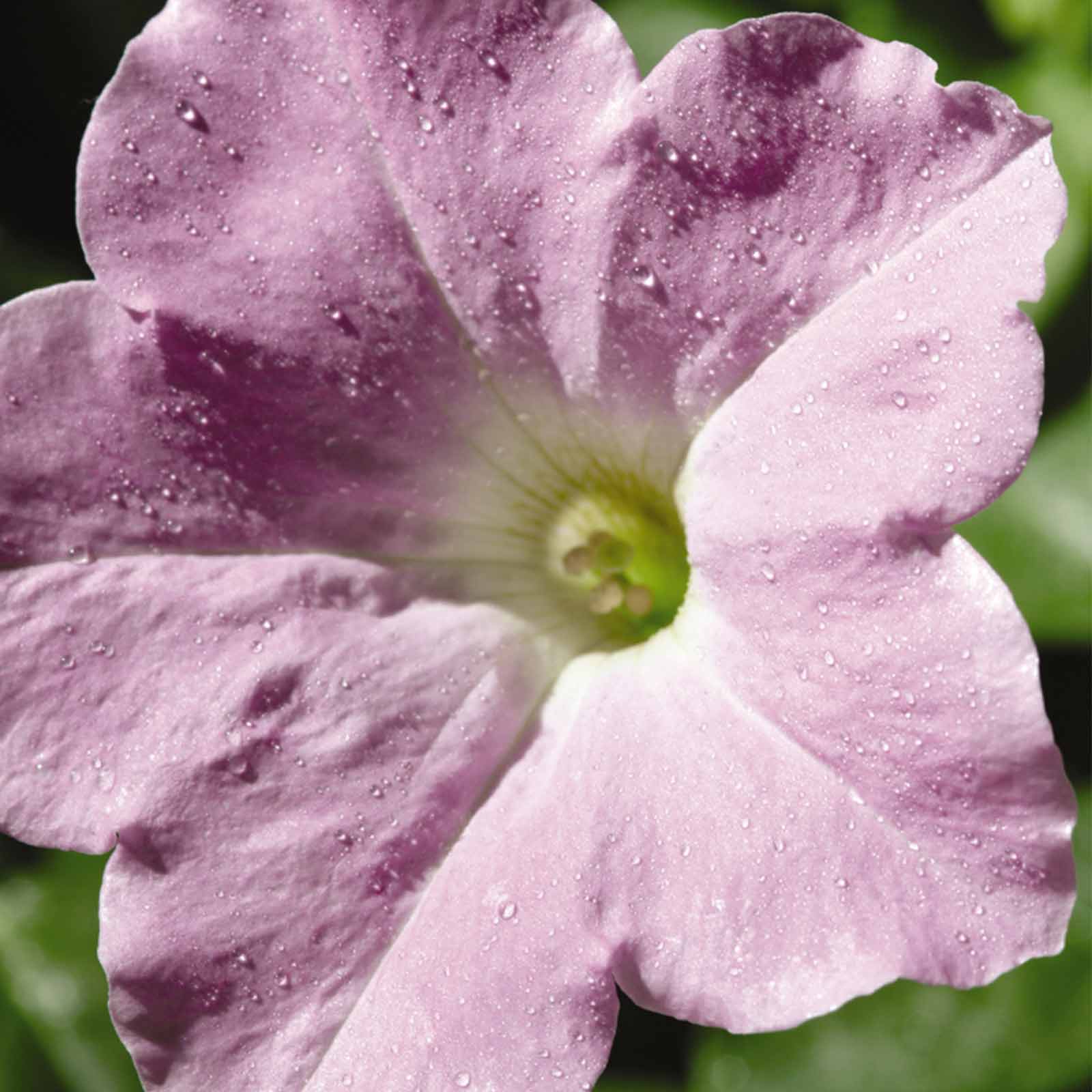 Petunia Seeds - Wave - Misty Lilac - Packet of 10 Pelleted Seeds - Flower Garden - Annual - Buy Gardening Seeds Online