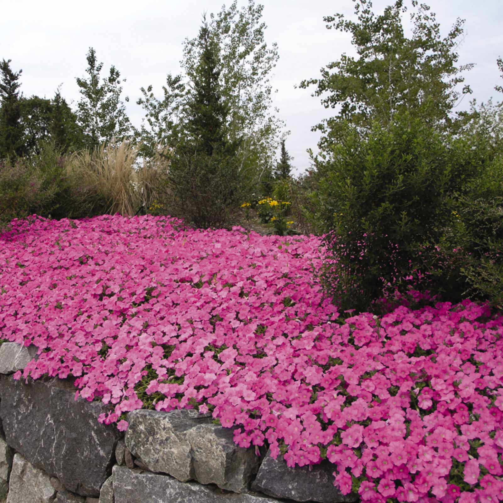 Petunia Seeds - Wave - Pink - 50 Pelleted Seeds - Flower Garden - Annual - Buy Gardening Seeds Online