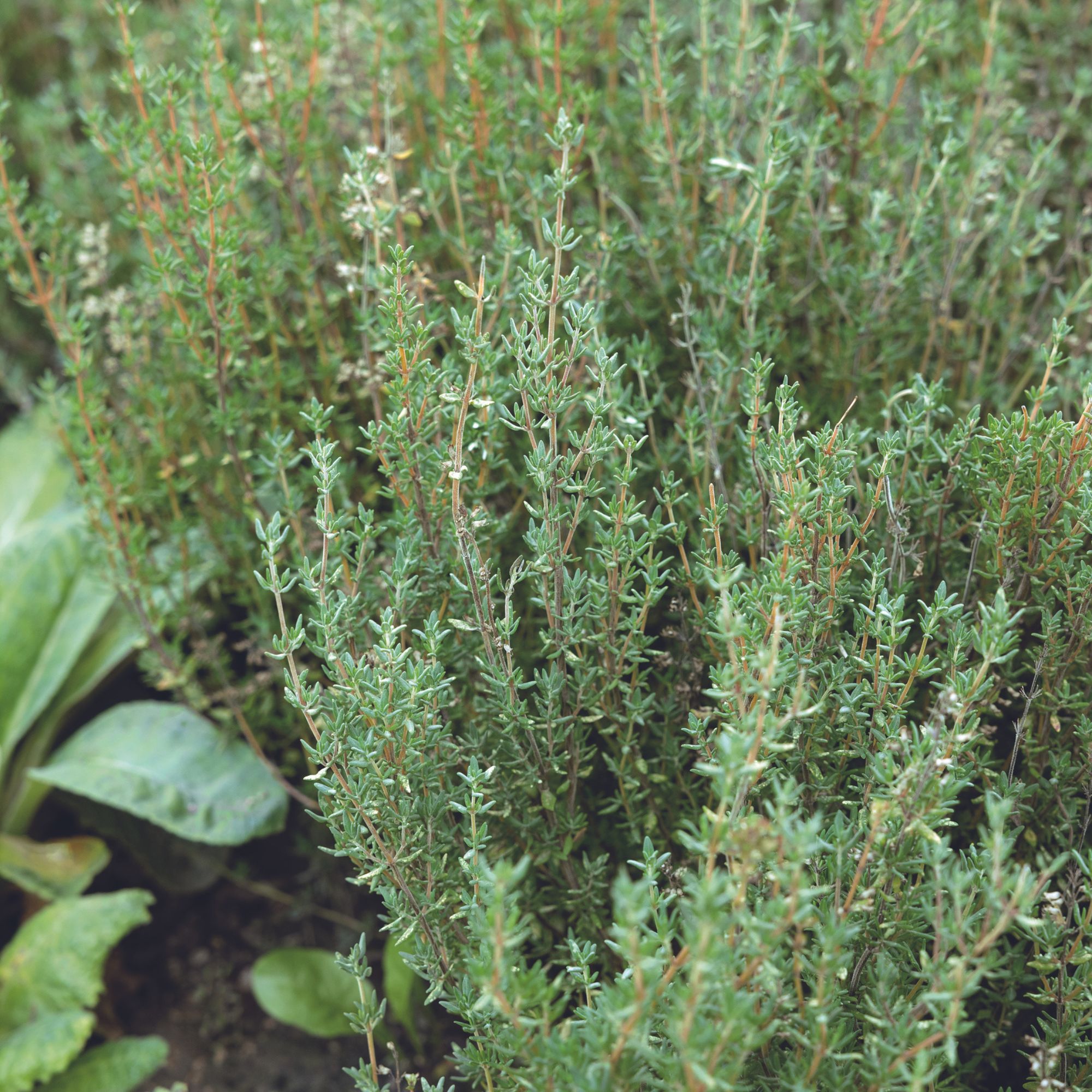 Winter Thyme Seeds - 1 Oz ~9,400+ Seeds - Thyme Herb Seeds for Planting - For the Outdoor or Indoor Herb Garden - Herb Seeds, Fl