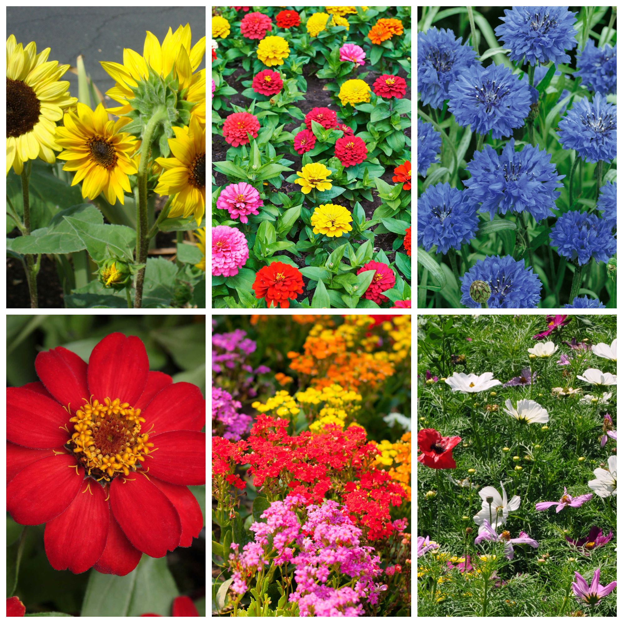 Organic Bouquet Flower Cutting Mix - 4 Oz ~24,000+ Seeds - 6 Varieties to Attract Butterflies, Bees, & Other Pollinators Cut Flo