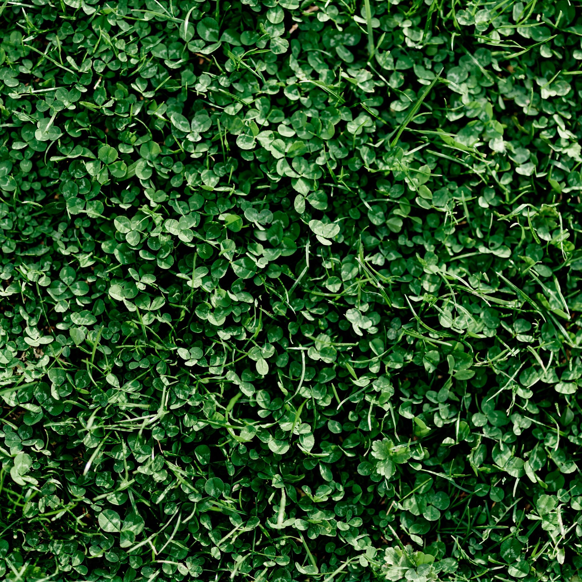 Miniature Clover Seeds - 1 Oz Packet ~25,000 Seeds - Small Leaf White Clover - Low Growing Nitrogen Fixing Lawn Clover - Perenni