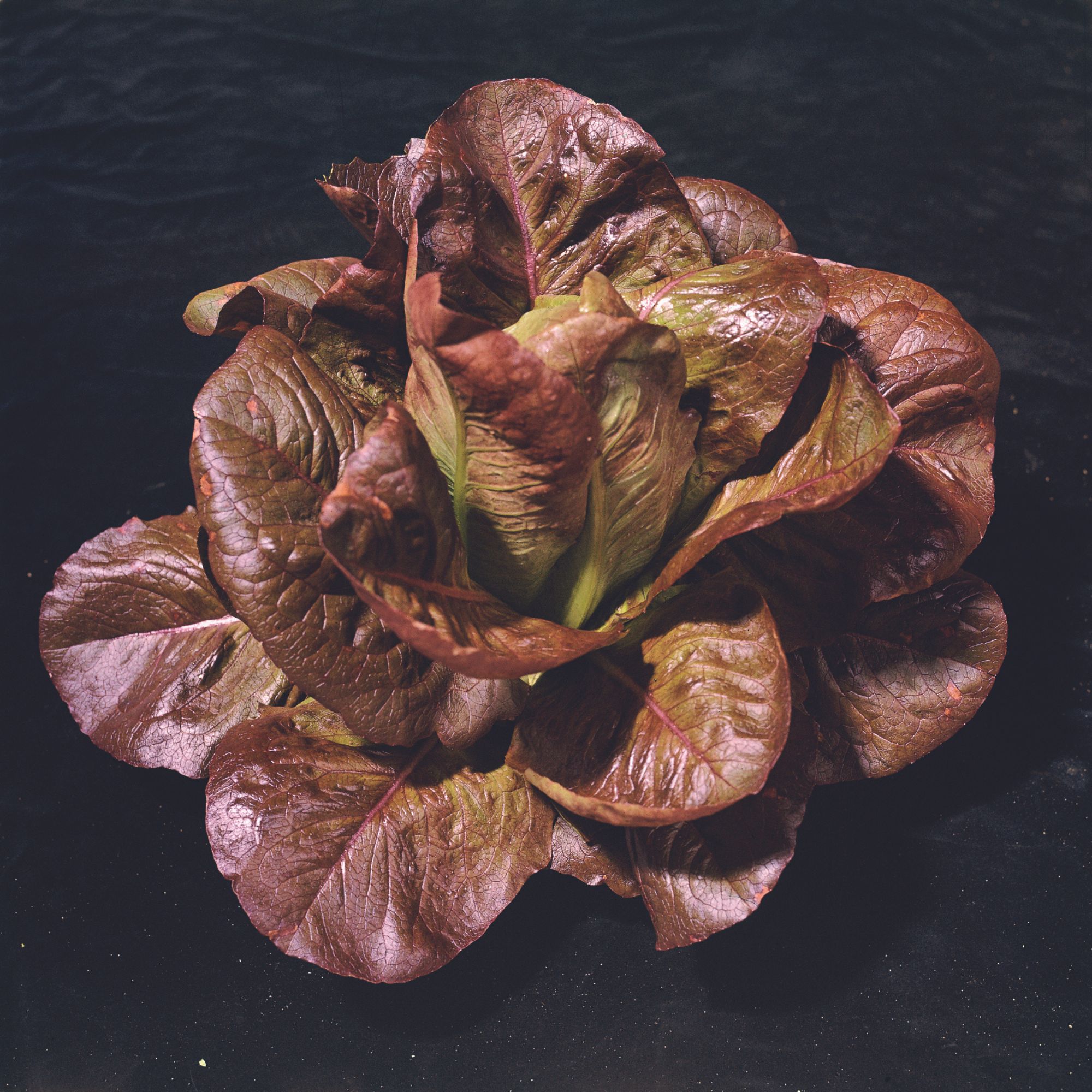 Lettuce - Romaine / COS - Rouge D'Hiver - .25 Oz ~6,250 Seeds - Gardening - Buy Non-GMO Lactuca sativa Farm & Gardening Seeds On