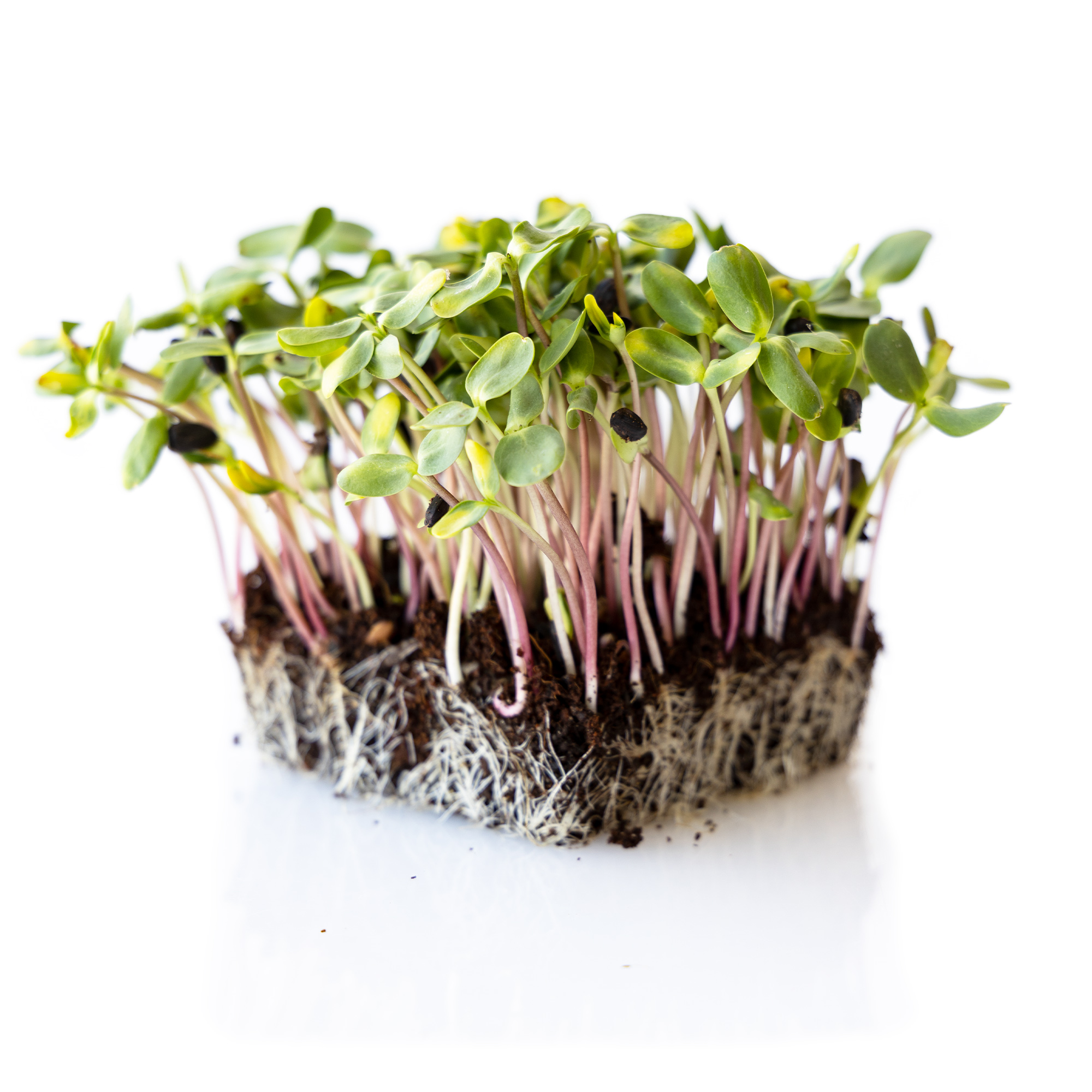 Organic Red Storm Sunflower Microgreens Seeds - 5 Lb Bulk ~48,000 Seeds - Similar to Black Oil Sunflower with Red Stems