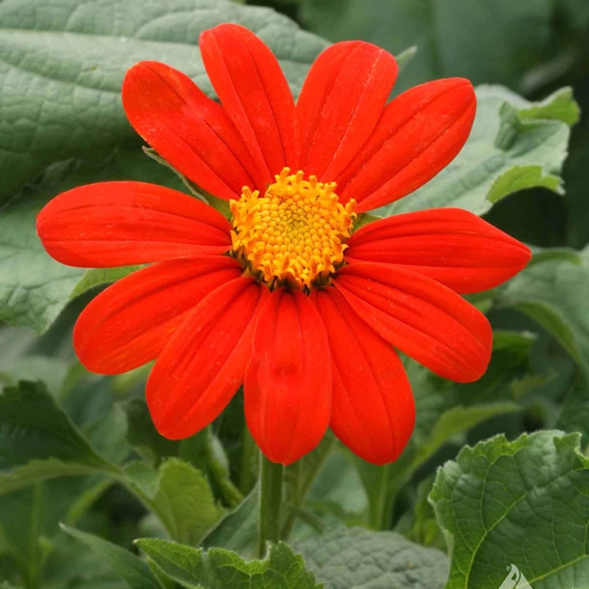 Mexican Sunflower Seeds - 1 Lb ~20.000 Seeds - Flower Garden - Annual - Buy Gardening Seeds Online - Sun Flower