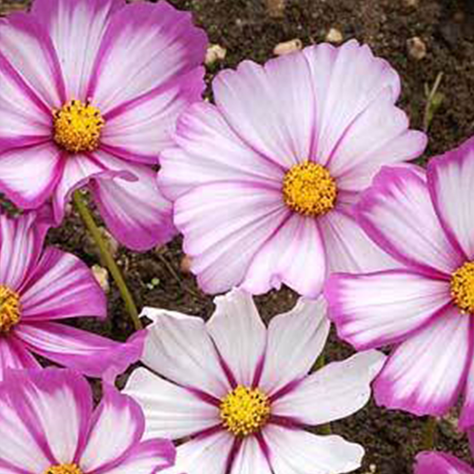 Cosmos Seeds - Candystripe - 1 Lb ~80,000 Seeds - Flower - Cosmos bipinnatus - Buy Garden Seeds Online