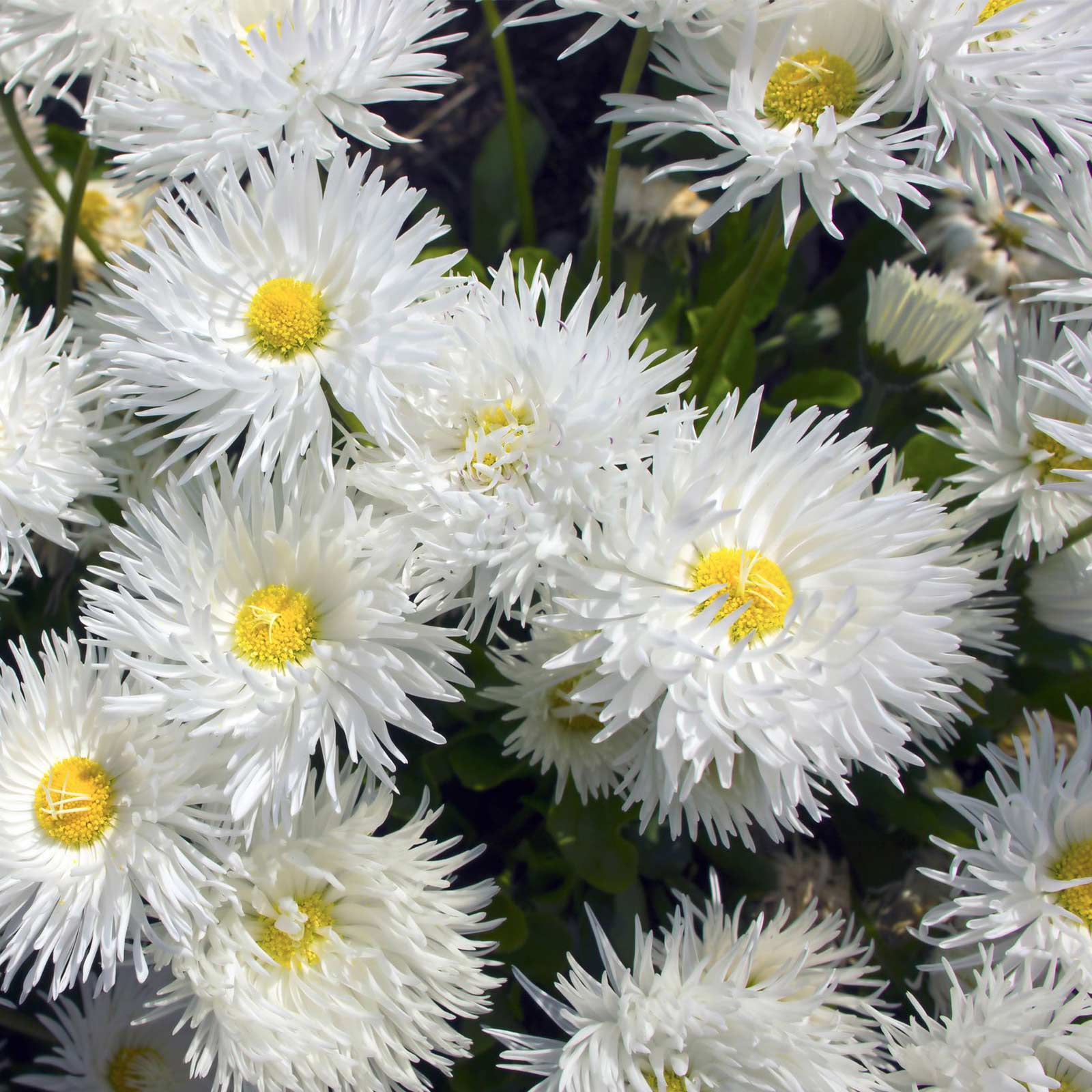 Shasta Daisy Flower Seeds - Crazy Daisy - 1 Oz - White & Yellow - Buy Non-GMO Leucanthemum x superbum Garden Seeds