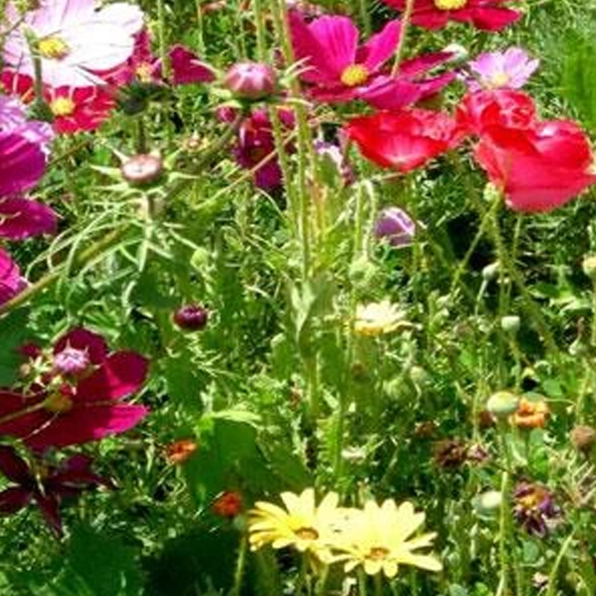 Everything Is In The Mix - Wildflower Seeds - 4 Oz - Gardening - Wild Flower Seed Blend - Buy Non-GMO, Heirloom Garden Seeds