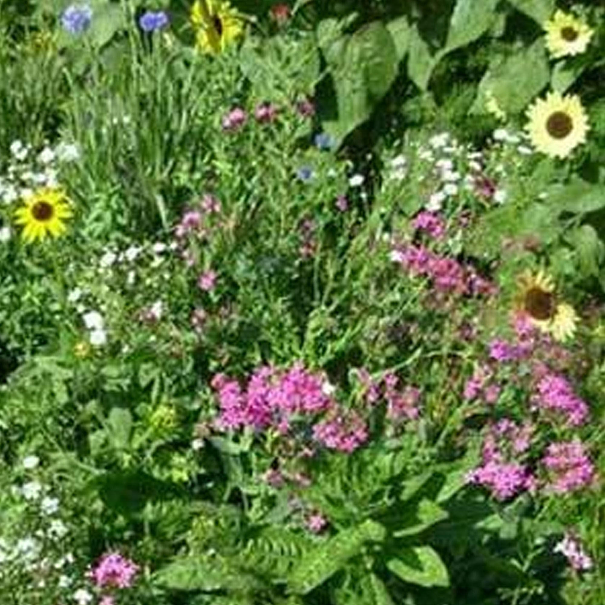 Northeast Wildflower Seeds Mix - 1 Lb Bulk - Annuals & Perennials - Wild Flower Seed Blend - Non-GMO, Heirloom Garden & Gardenin