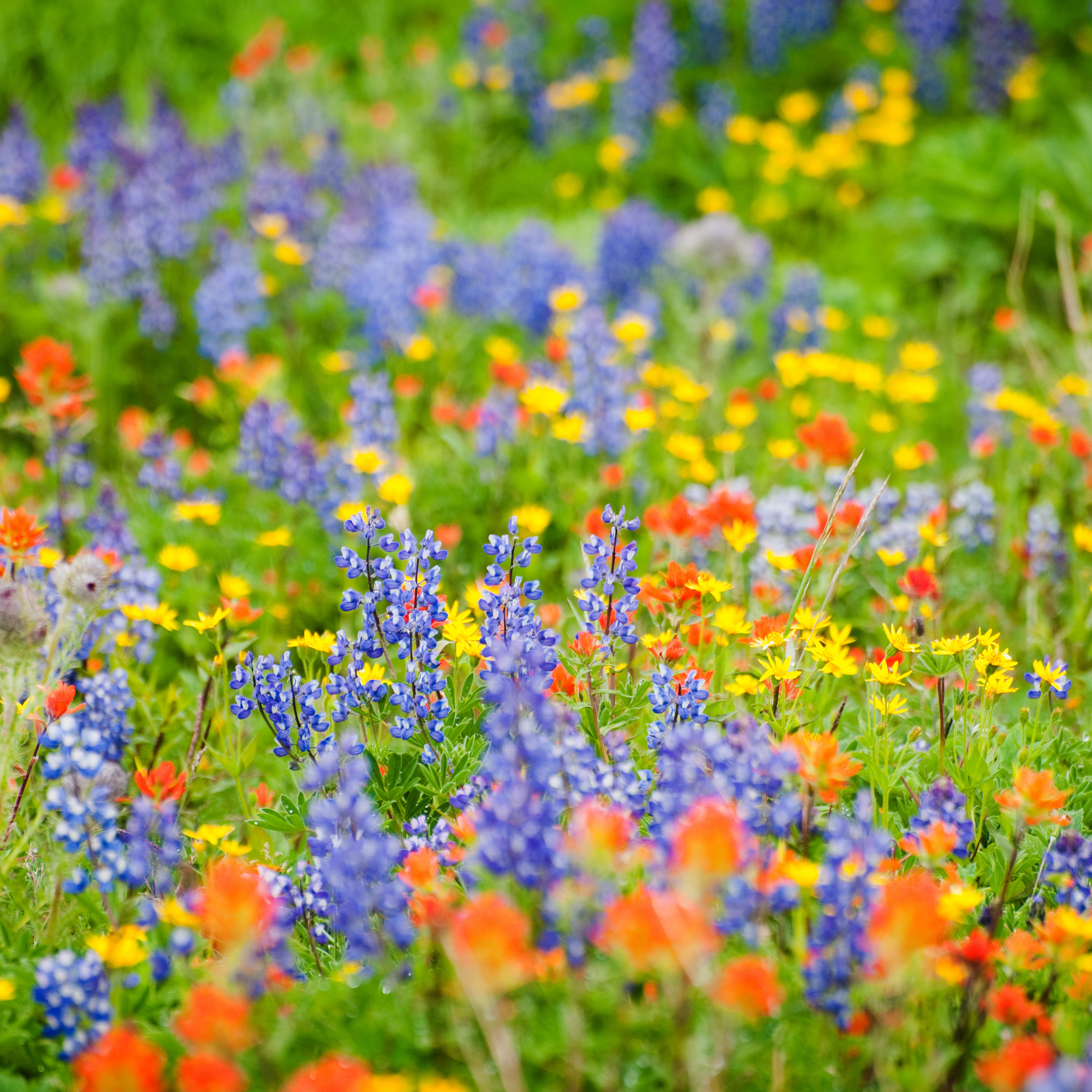 Pacific North West Flower Seeds Mix - 1 Oz - Northwest Wild Flower Seed Blend - Non-GMO, Heirloom Garden & Gardening