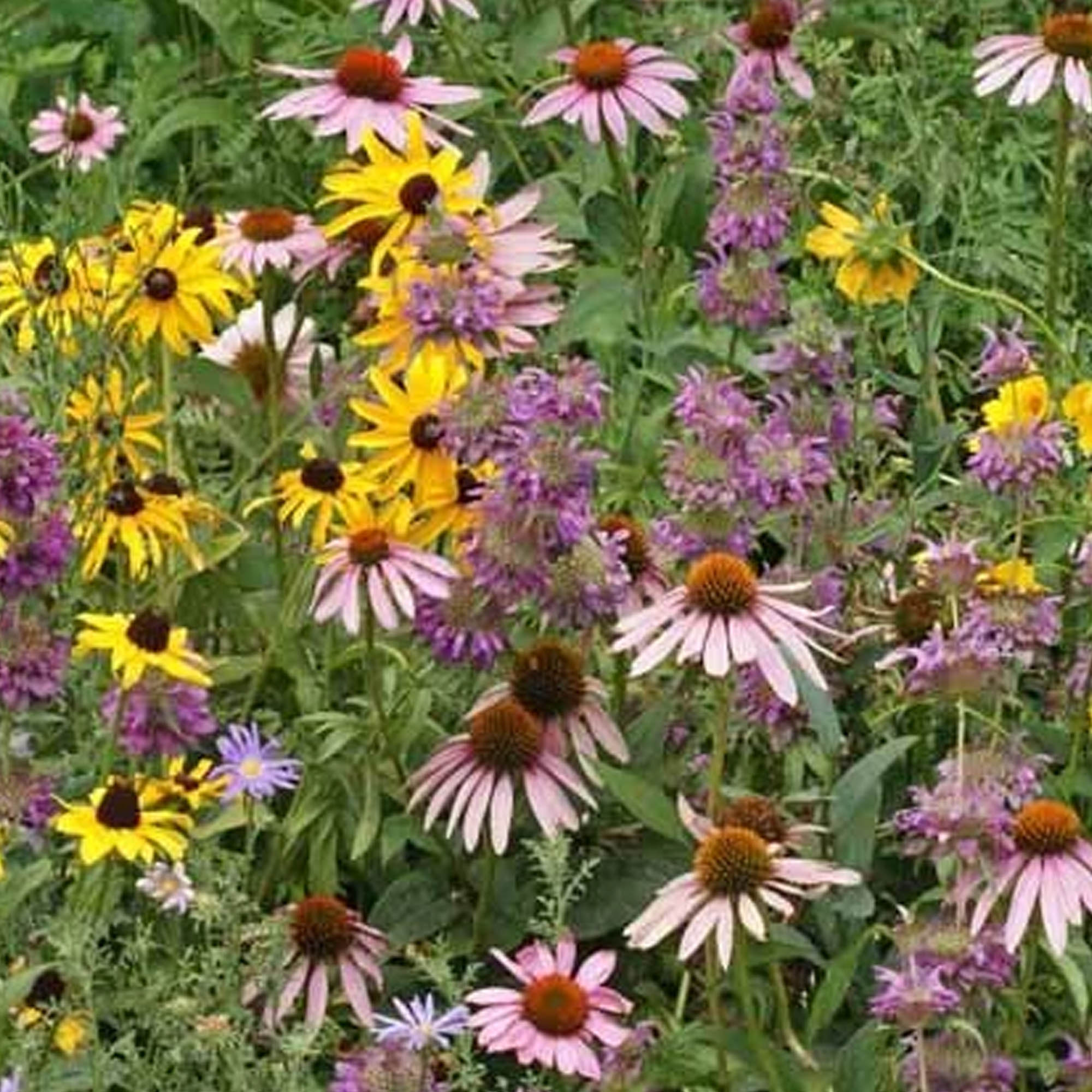 Easter Wildflower Pollinator Seed Mix - 4 Oz - Flowers - Wild Flower Seed Blend - Non-GMO, Heirloom Garden & Gardening