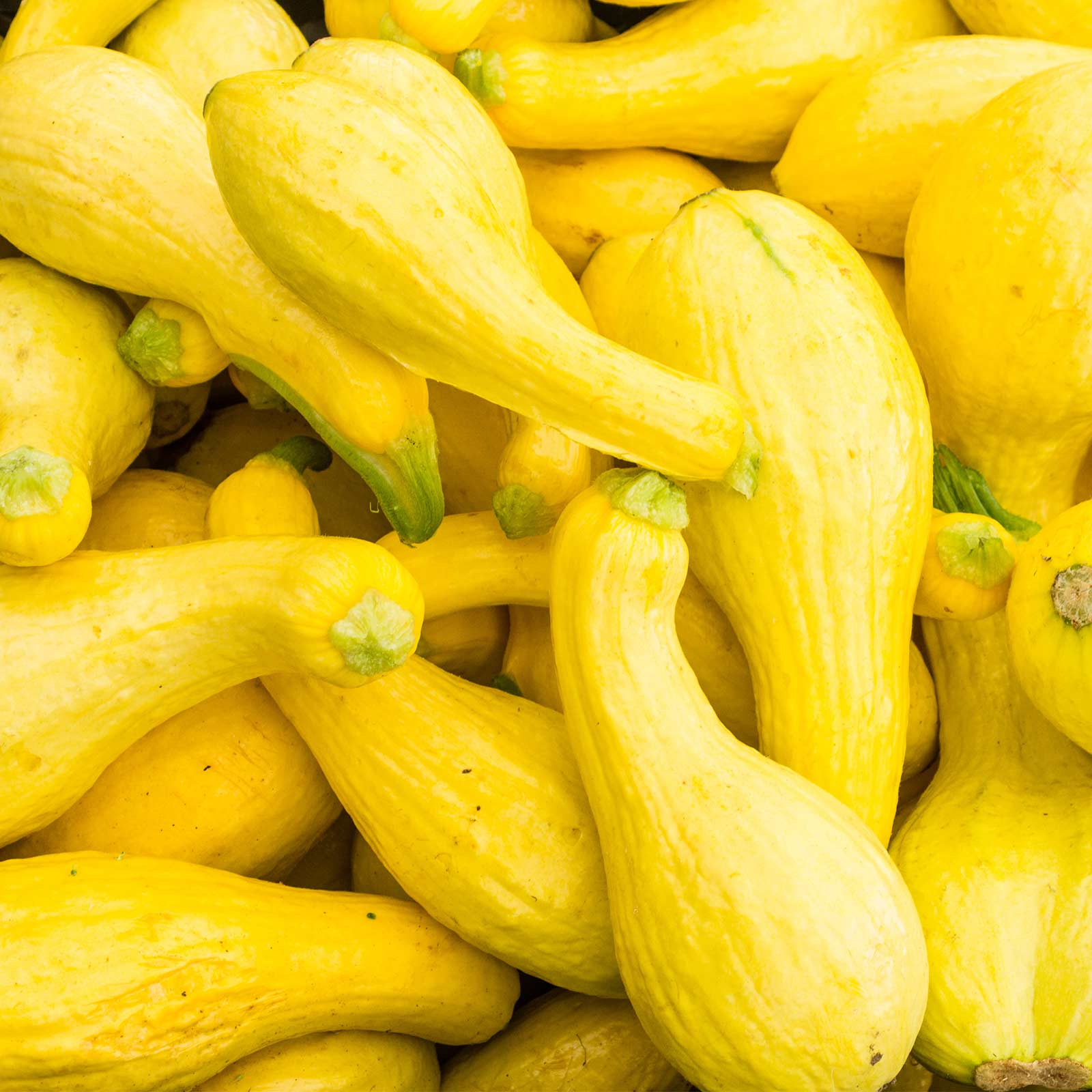 Organic Golden Summer Crookneck Squash - 4 g ~35 Seeds - Gardening - Buy Non-GMO Cucurbita pepo Farm & Gardening Seeds Online