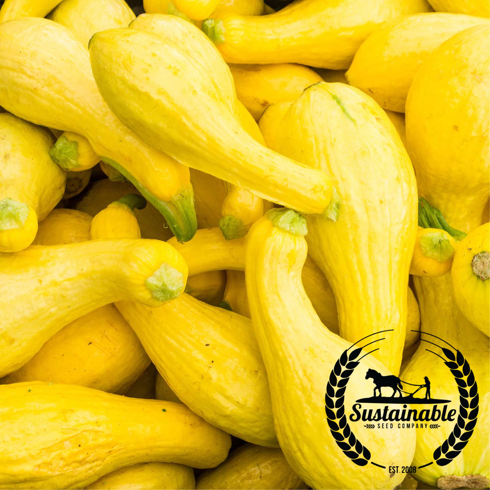 Organic Golden Summer Crookneck Squash - 1/4 LB ~1,000 Seeds -Heirloom - Buy Non-GMO Cucurbita pepo Farm & Gardening Seeds Onlin