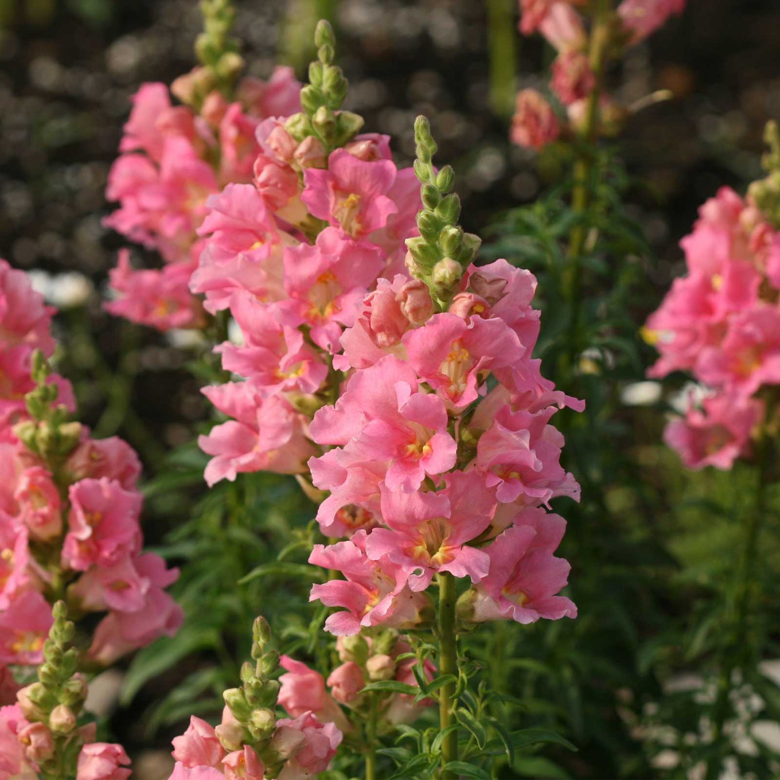 Snapdragon Flower Seeds - Sonnet Series - Pink - 100 Seeds - F1 Hybrid - Annual - Buy Antirrhinum majus Garden Seeds Online