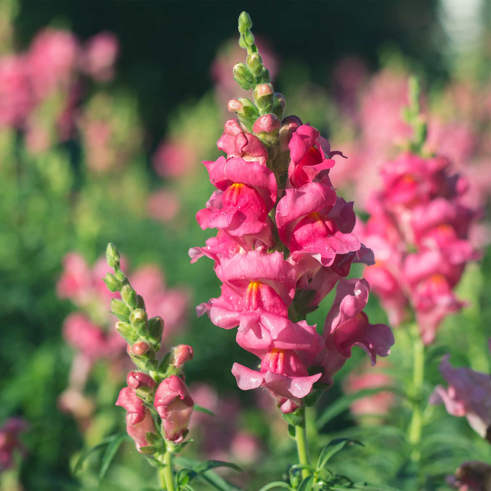 Snapdragon Flower Seeds - Sonnet Series - Rose - 100 Seeds - F1 Hybrid - Annual - Buy Antirrhinum majus Garden Seeds Online