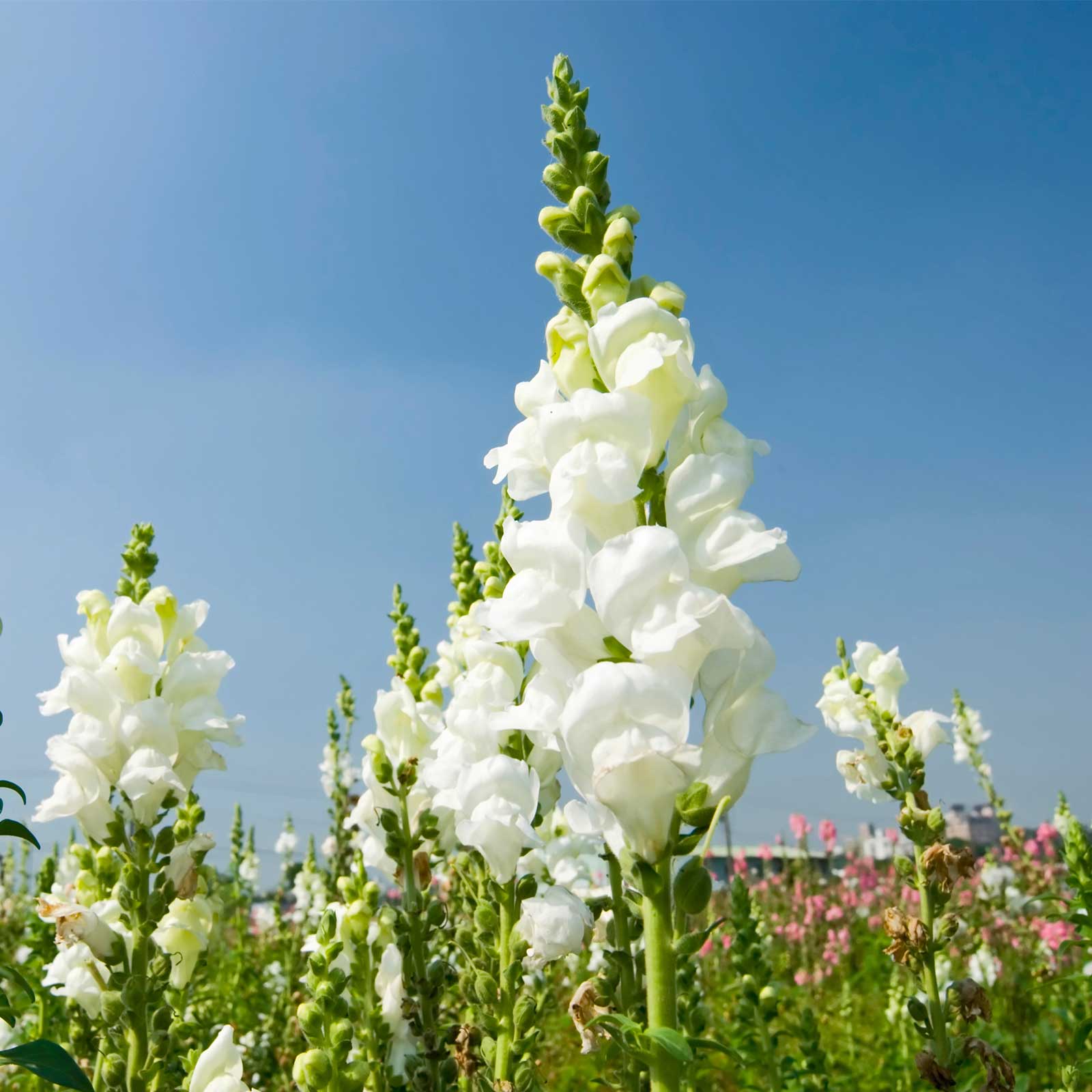 Snapdragon Flower Seeds - Sonnet Series - White - Packet of 25 Seeds - F1 Hybrid - Annual - Buy Antirrhinum majus Garden Seeds