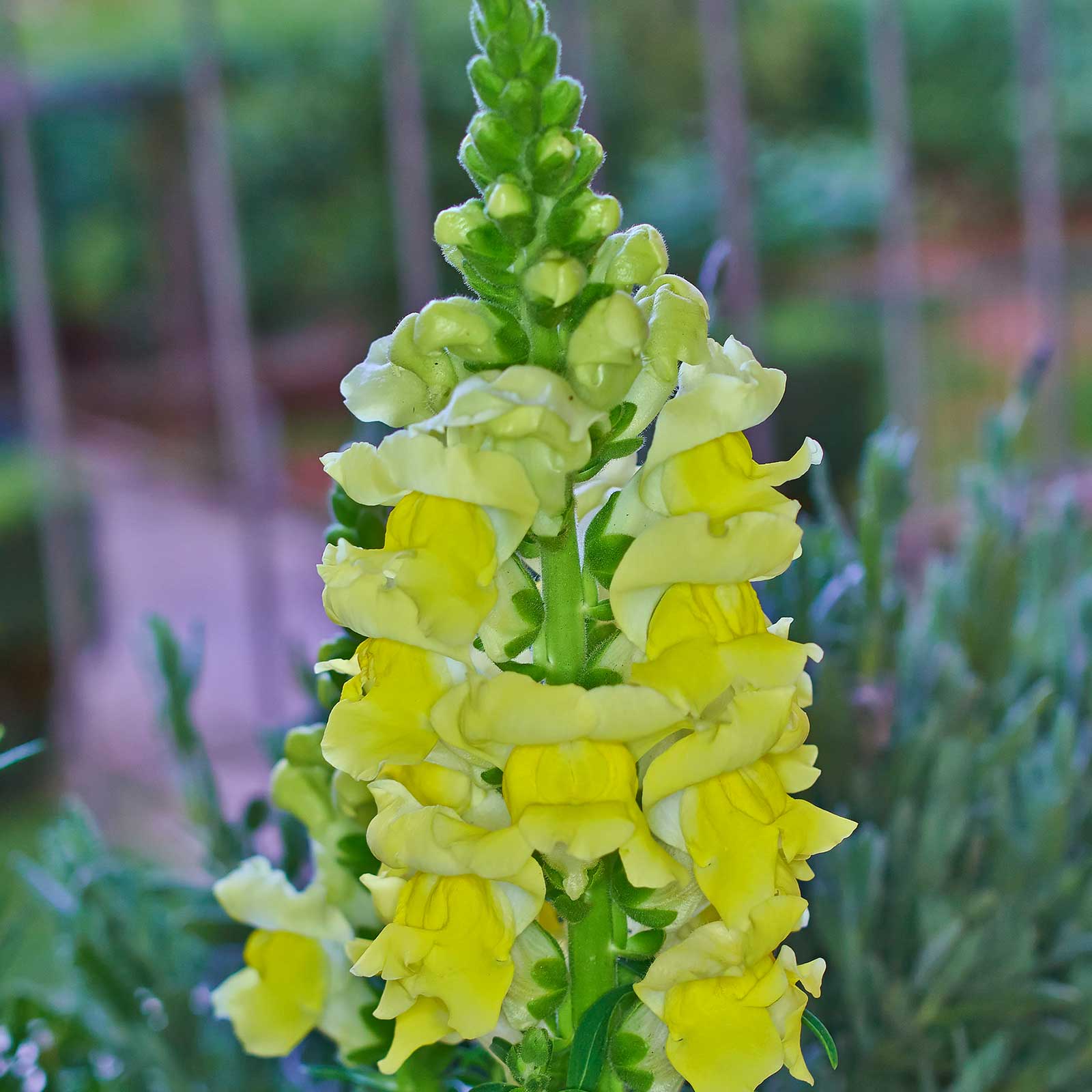 Snapdragon Flower Seeds - Sonnet Series - Yellow - 100 Seeds - F1 Hybrid - Annual - Buy Antirrhinum majus Garden Seeds Online