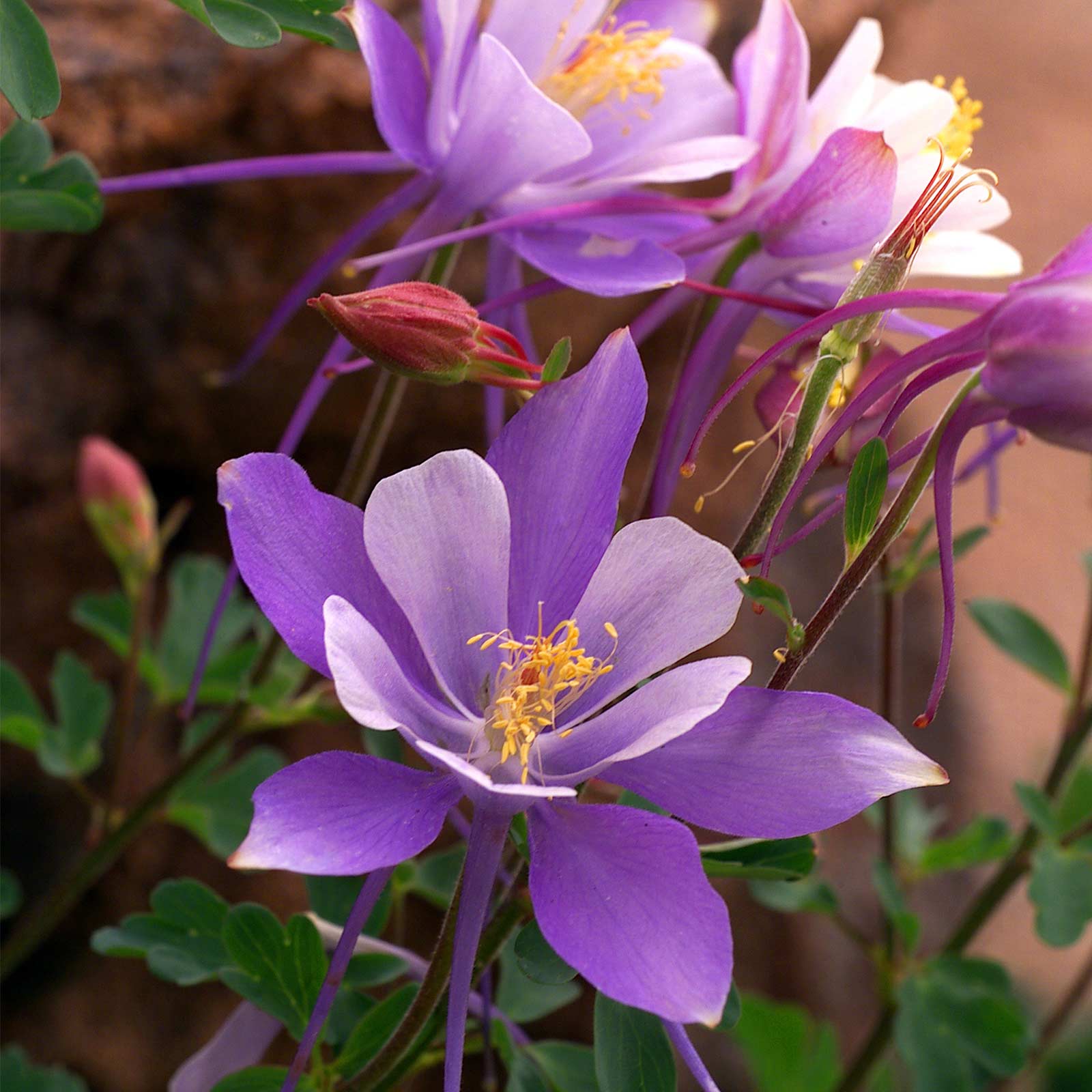 Seeds: Dragonfly Mix Columbine Flower - 5000 Seeds Bulk - Perennial Flower Garden - Buy Aquilegia caerulea Seeds Online
