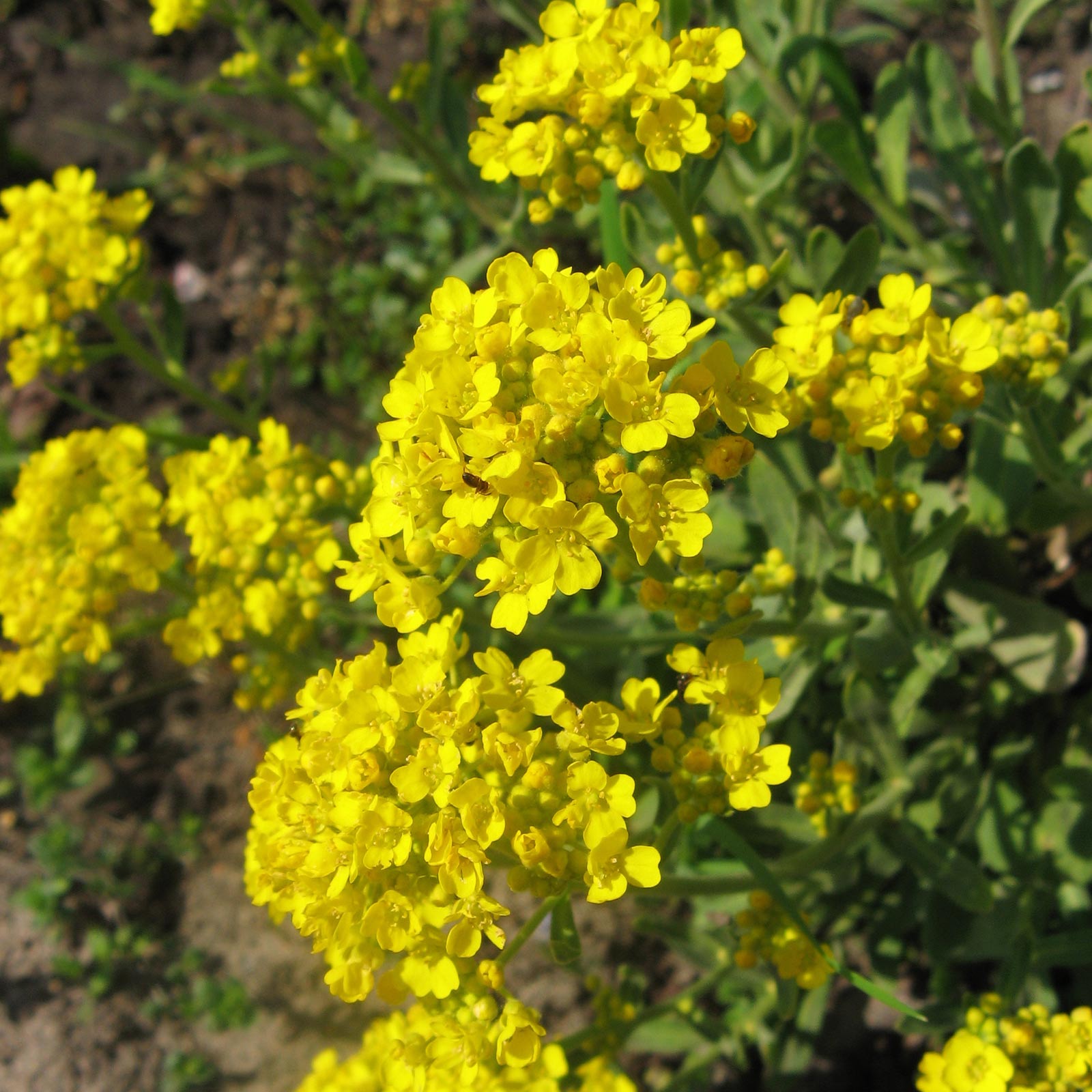 Alyssum Flower Seeds - Mountain of Gold - 1 Oz - Garden - Buy Aurinia montantum Gardening Seeds Online