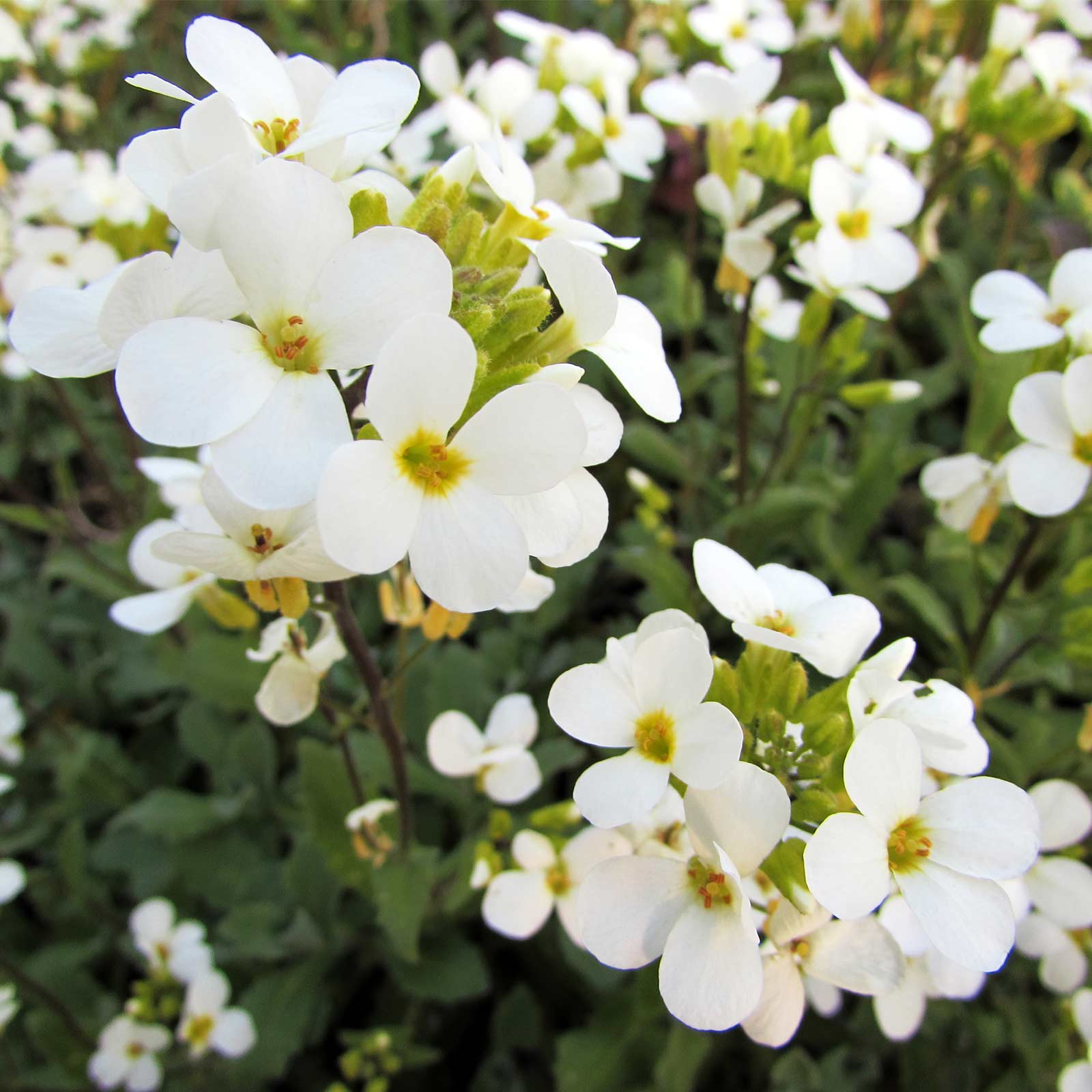 Seeds: Arabis Snow Cap Flower - 4 Oz ~320,000 Seeds - White Bloom Perennial Garden - Buy Gardening Seeds Online