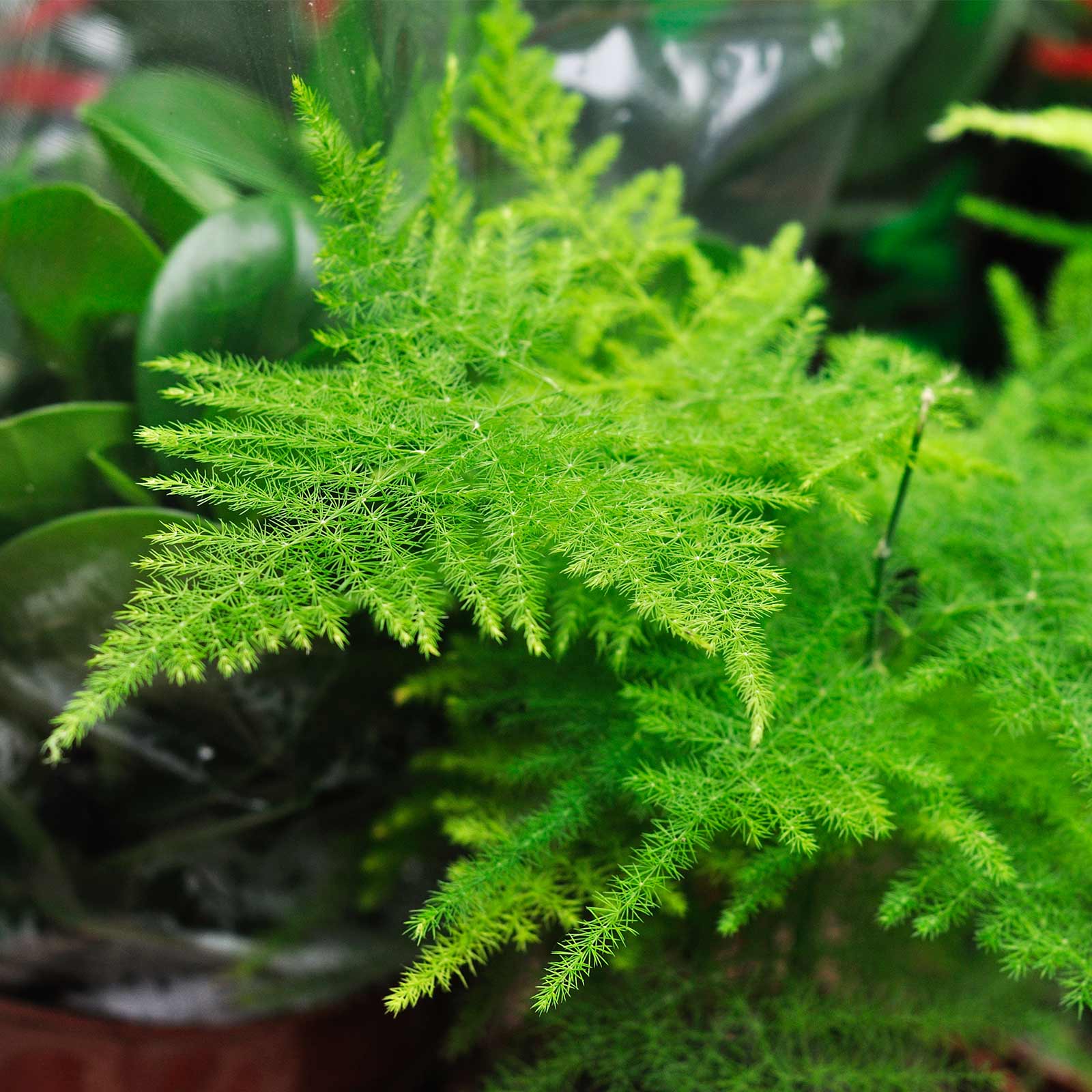Seeds: Asparagus Fern - A. plumosa nanus - 1000 Seeds - Bright Green - Buy House Plant Seeds Online