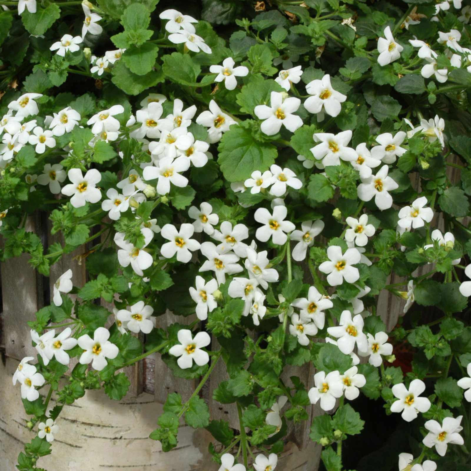 Bacopa Flower Seeds - Utopia Series - Blutopia - Packet of 10 Seeds - Annual - Buy Sutera cordata Seeds Online - Blue