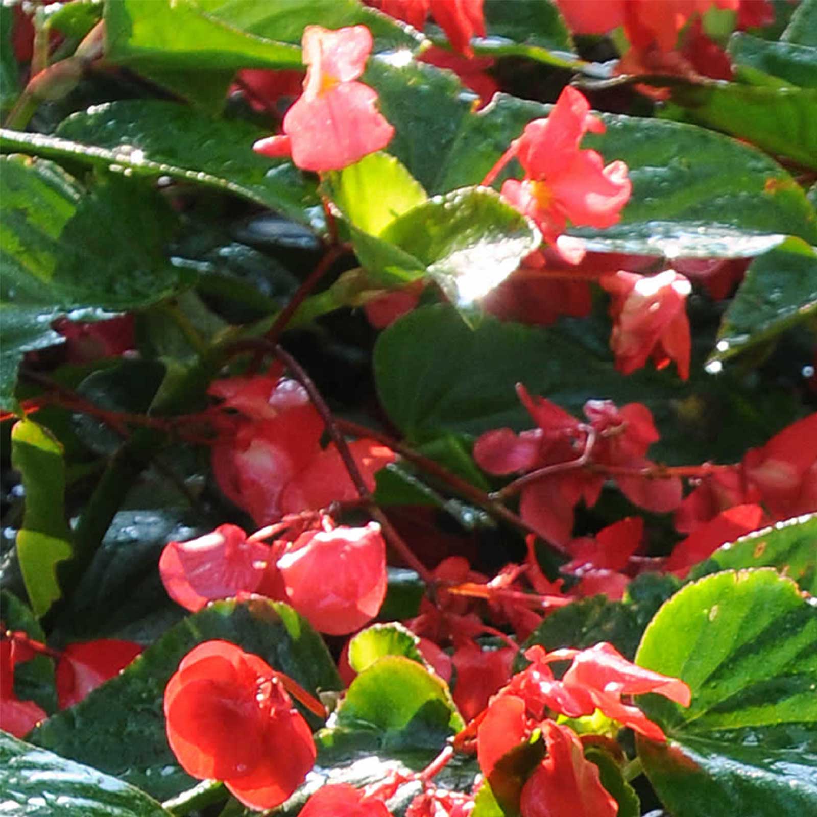 Seeds: Angelwing Begonia - Dragon Wing Red- 25 Pelleted Seeds - Plant - Buy Flower Seeds Online