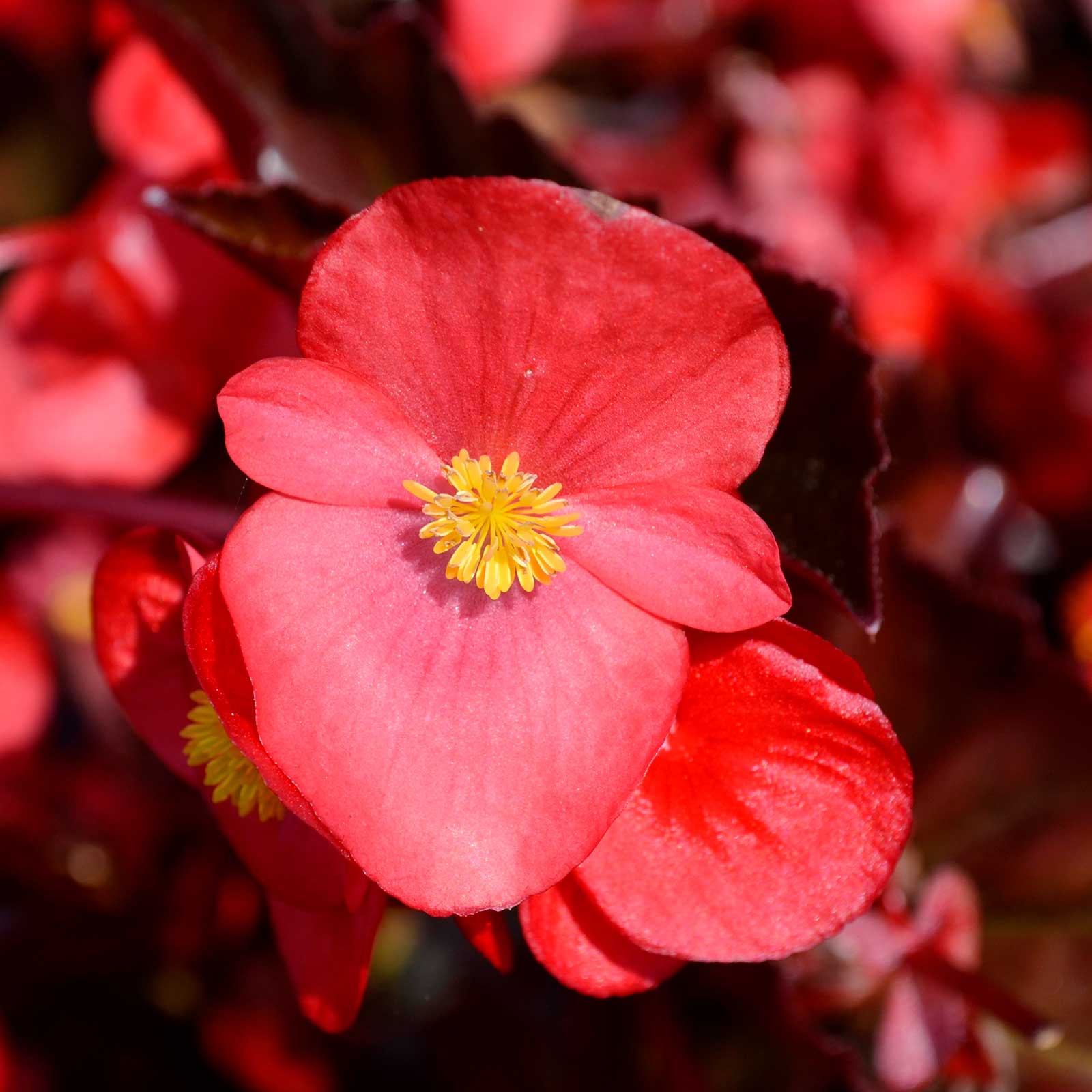 Seeds: Fibrous Begonia - Cocktail Series - Gin (Rose) - 500 Pelleted Seeds - Buy Flower Garden Seeds Online