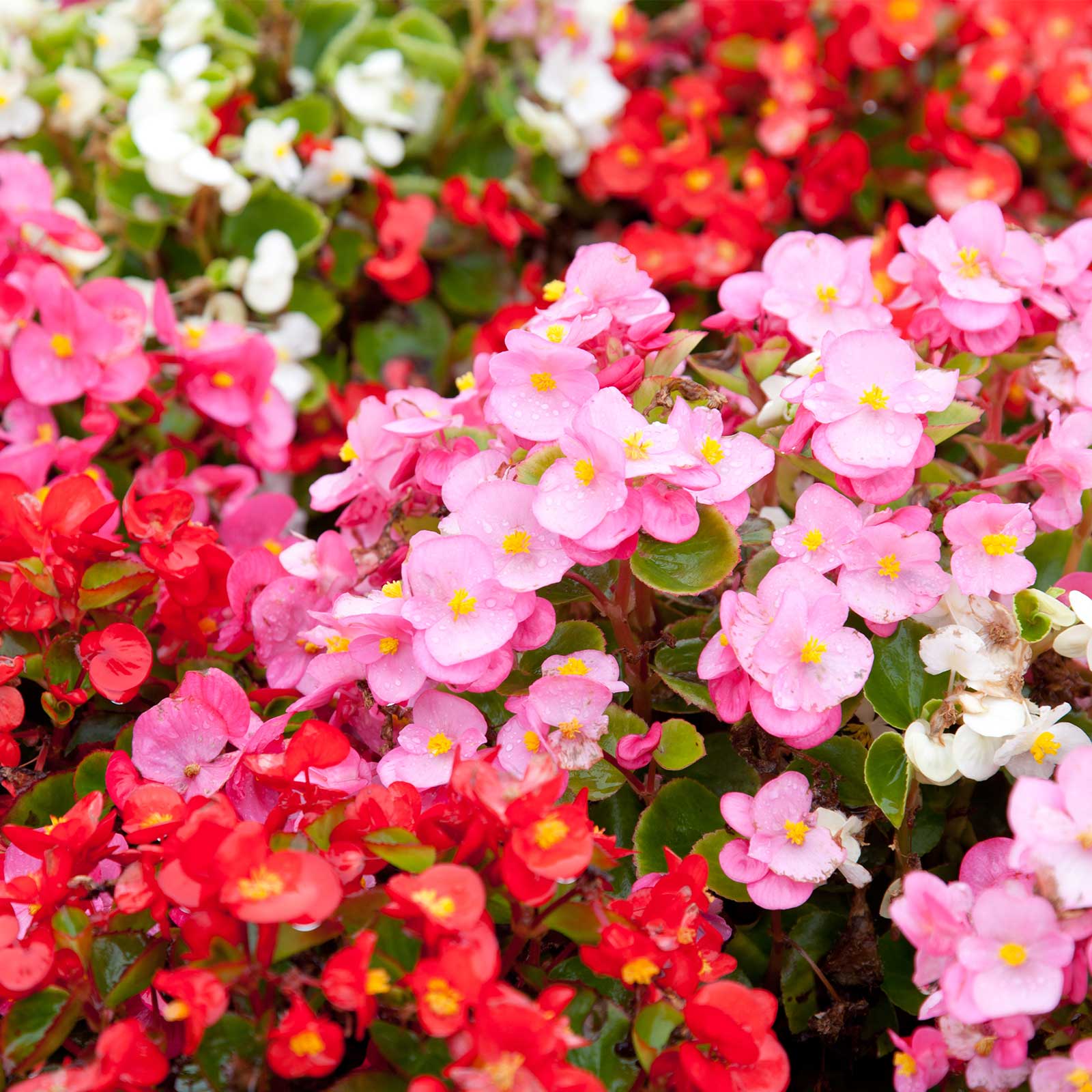 Seeds: Fibrous Begonia - Cocktail Series - Mix - 500 Pelleted Seeds - Buy Flower Garden Seeds Online