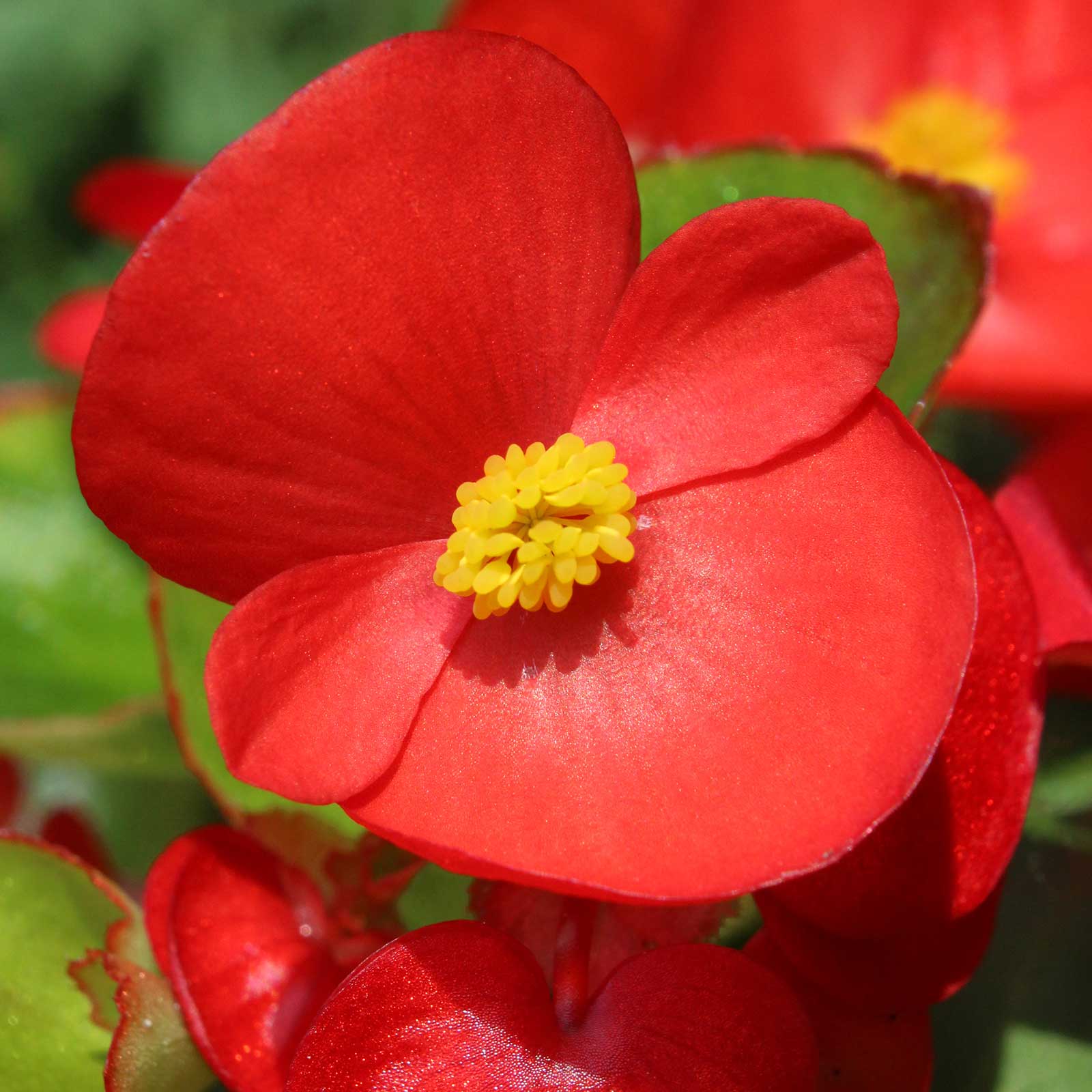 Seeds: Fibrous Begonia - Cocktail Series - Vodka (Red) - 500 Pelleted Seeds - Buy Flower Garden Seeds Online