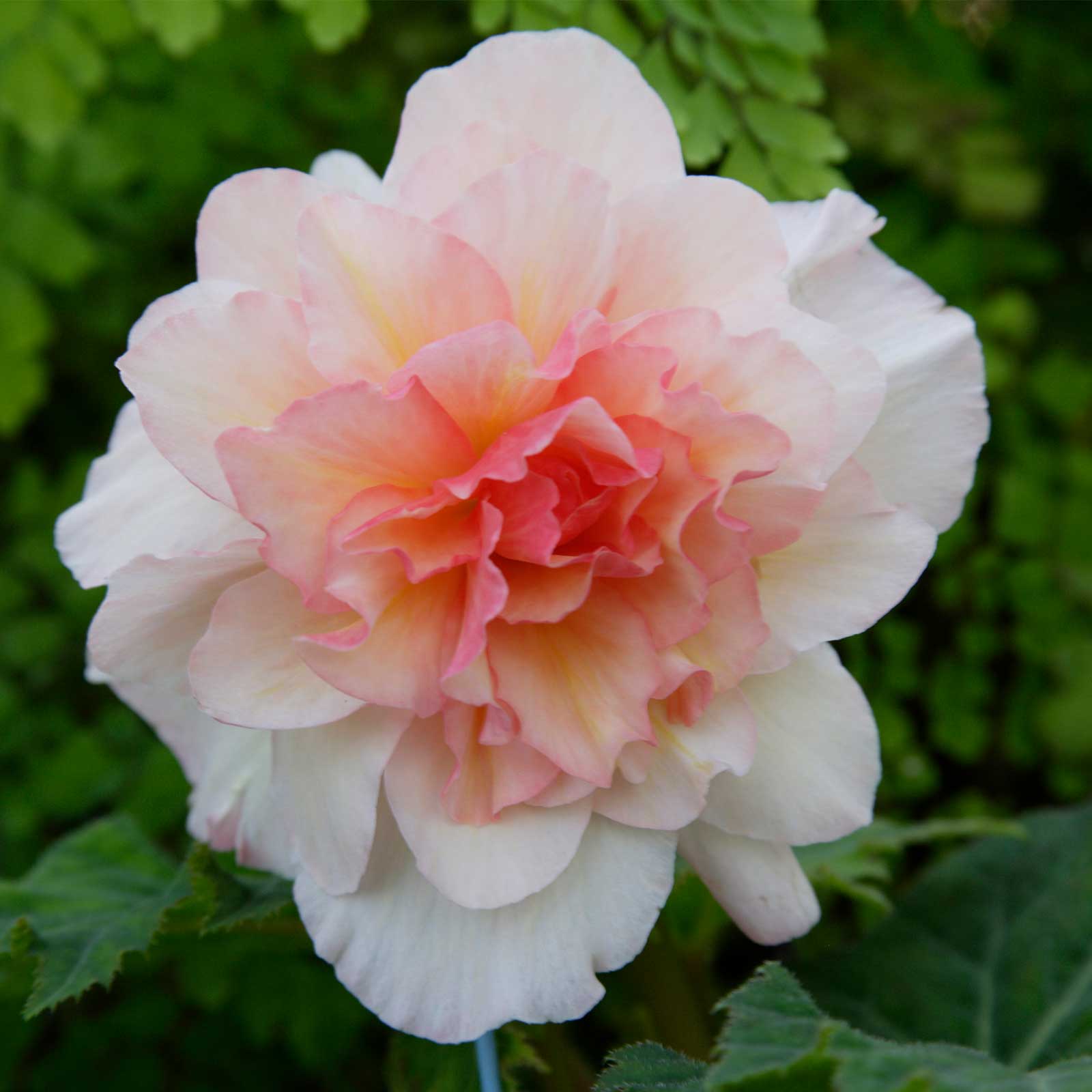 Seeds: Tuberous Begonia - Nonstop Series - Appleblossom - 500 Pelleted Seeds - Buy Flower Garden Seeds Online