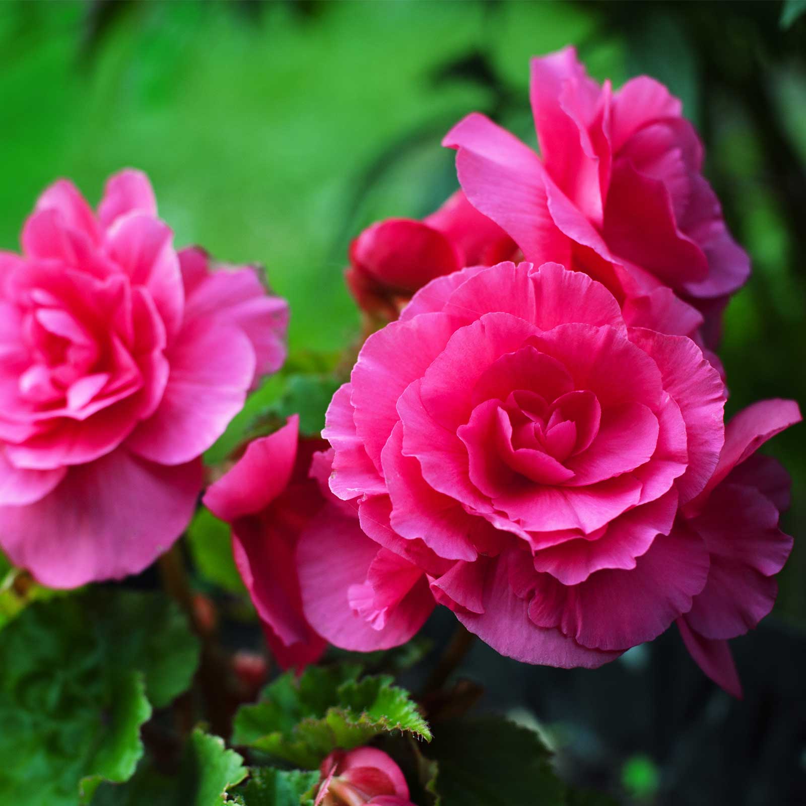 Seeds: Tuberous Begonia - Nonstop Series - Deep Rose - 500 Pelleted Seeds - Buy Flower Garden Seeds Online