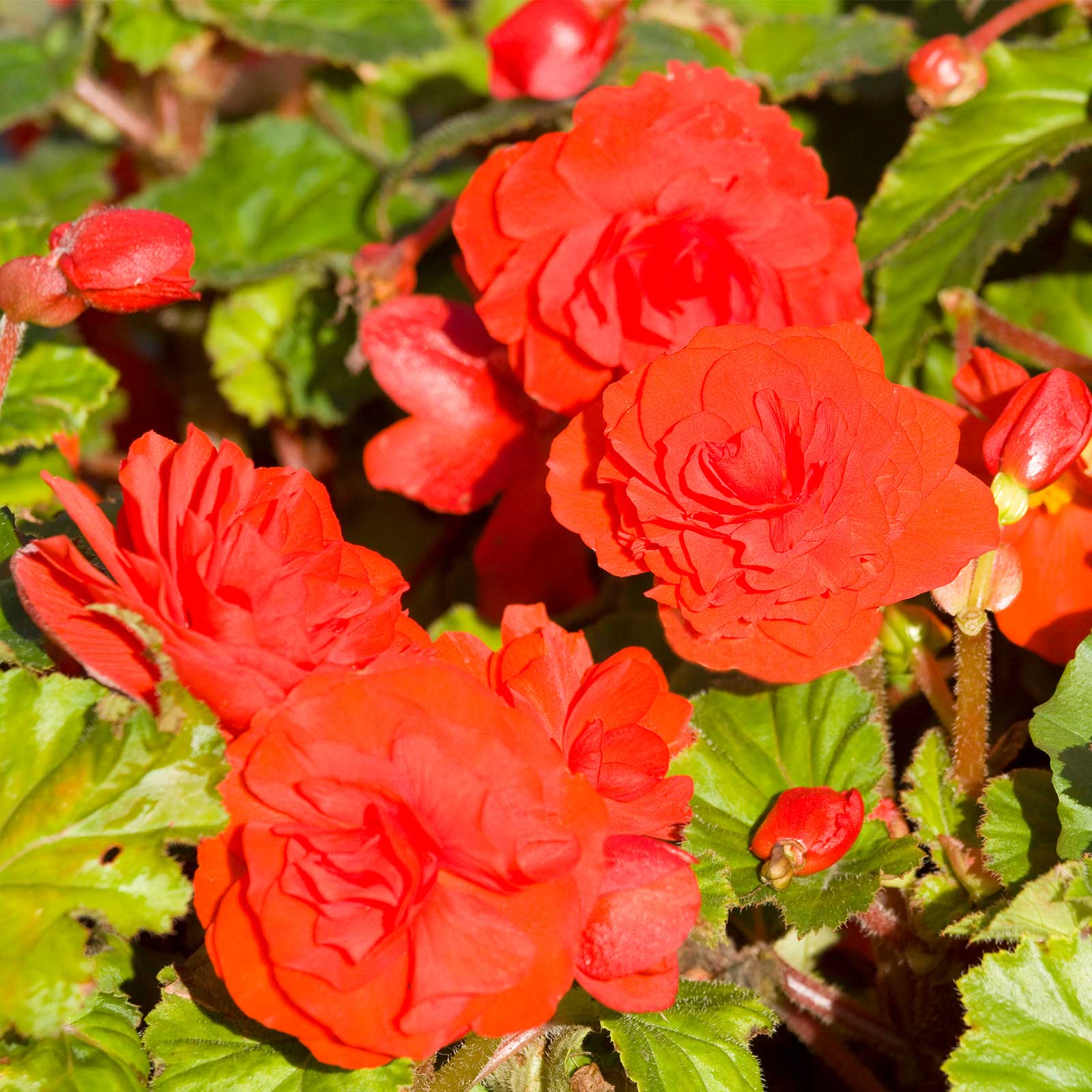 Seeds: Tuberous Begonia - Nonstop Series - Mocha Scarlet - 500 Pelleted Seeds - Buy Flower Garden Seeds Online