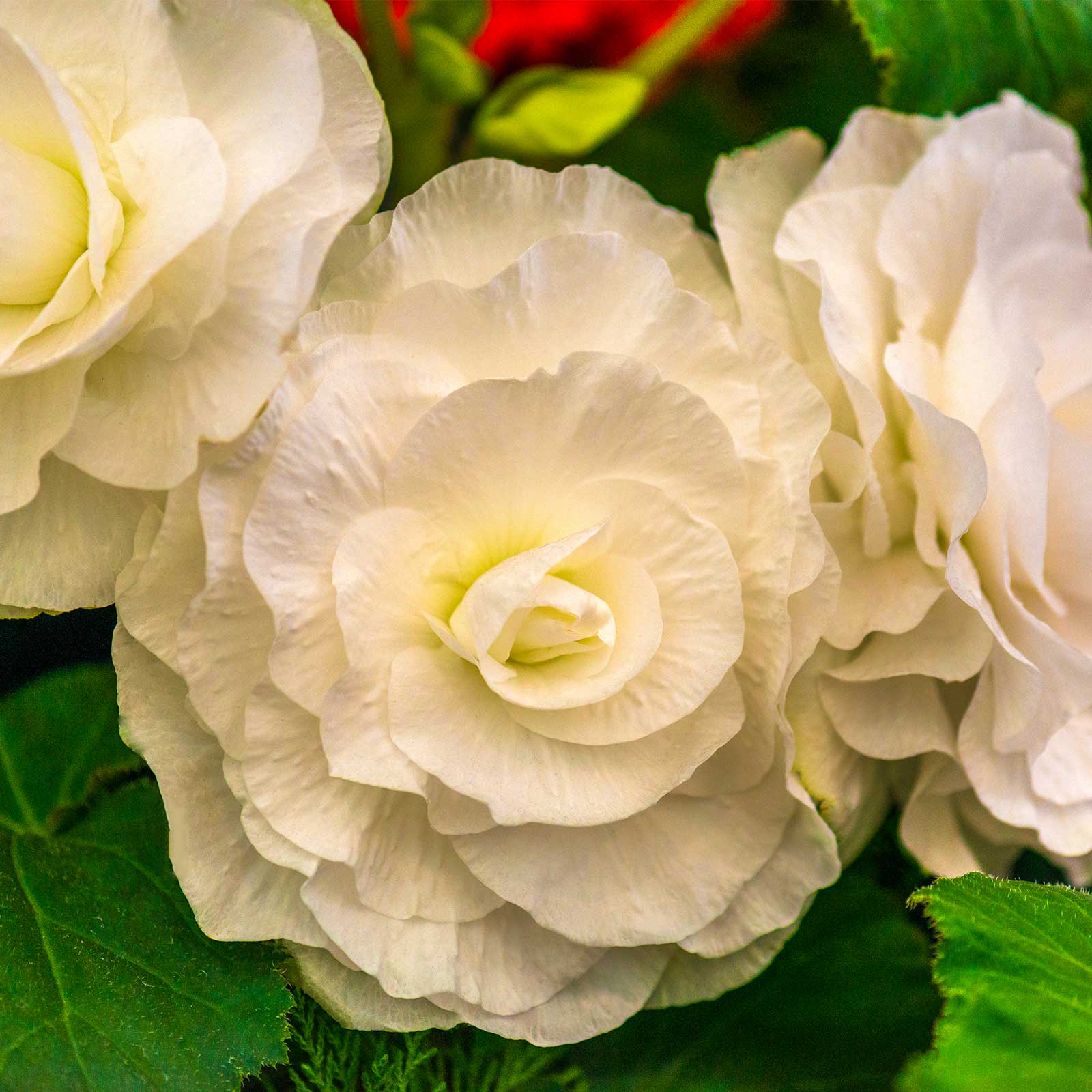Seeds: Tuberous Begonia - Nonstop Series - Mocha White - 500 Pelleted Seeds - Buy Flower Garden Seeds Online
