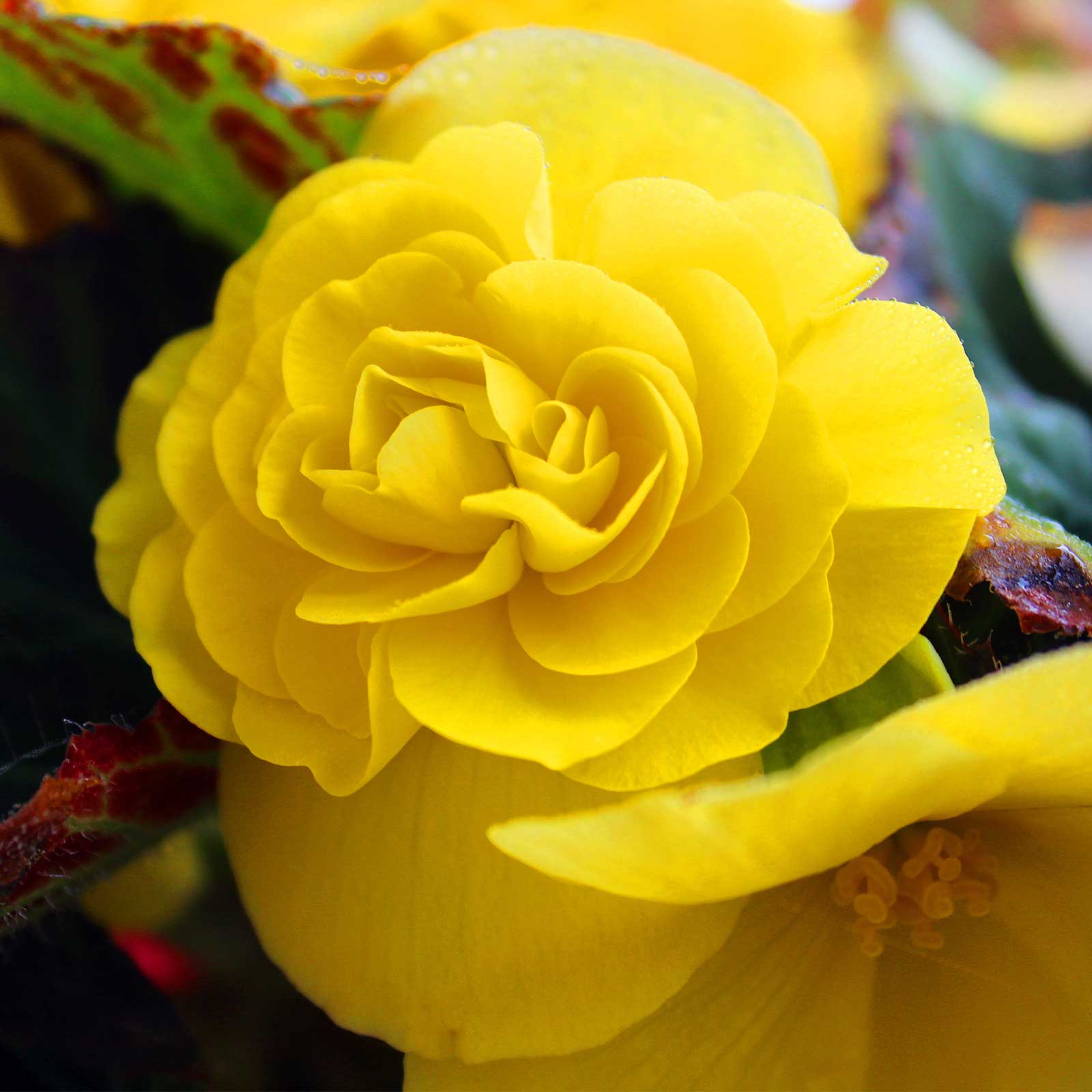 Seeds: Tuberous Begonia - Nonstop Series - Mocha Yellow - Packet of 25 Pelleted Seeds - Buy Flower Garden Seeds Online