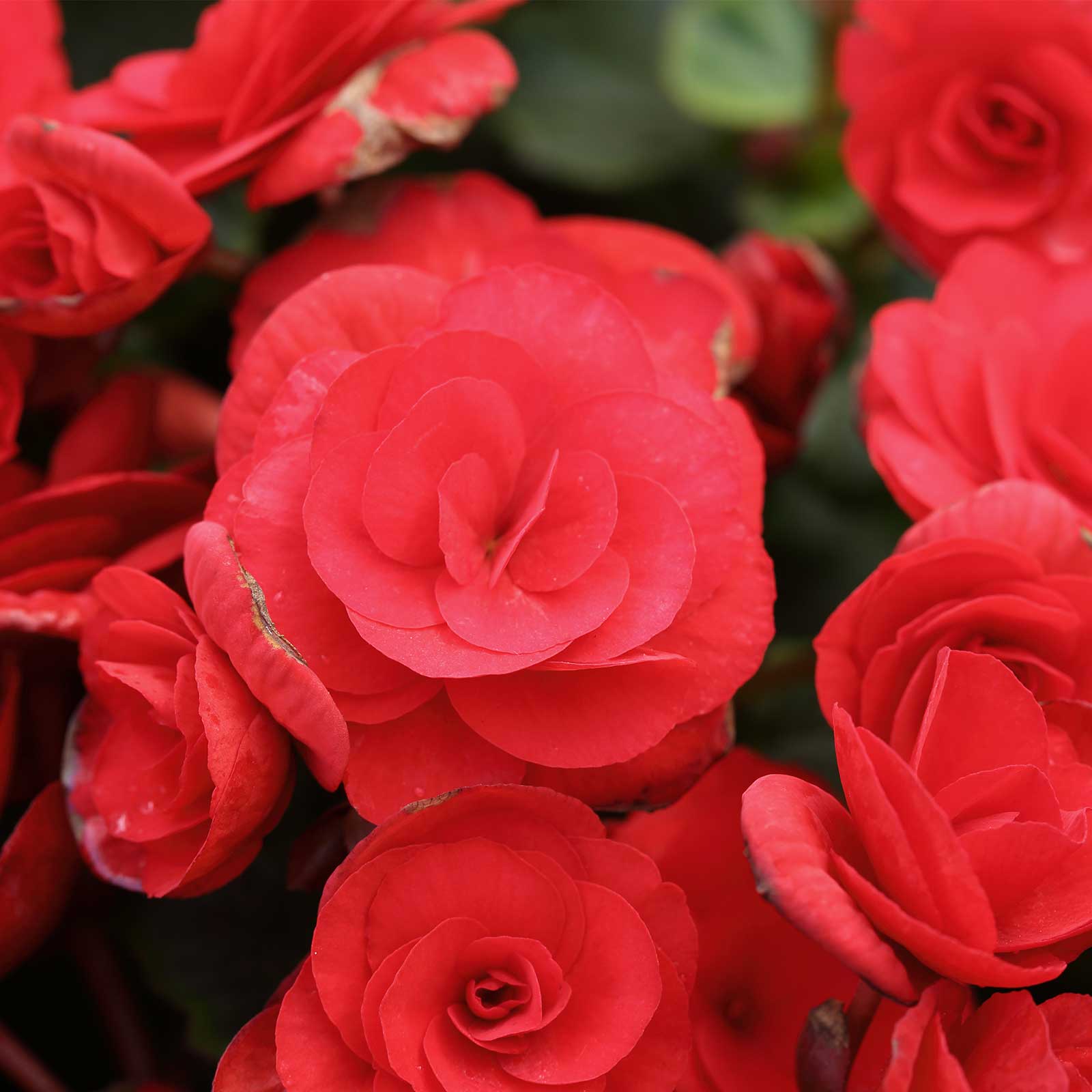 Seeds: Tuberous Begonia - Nonstop Series - Red - 500 Pelleted Seeds - Buy Flower Garden Seeds Online