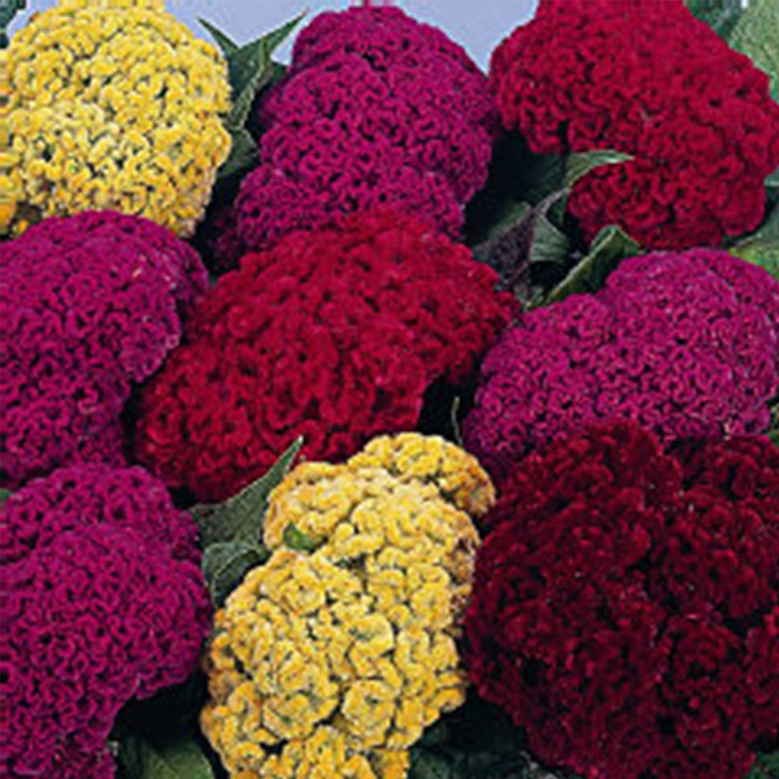Crested Celosia Flower Seeds - Armor Mix - Packet of 50 Seeds - Garden Annual - Buy Garden Seeds Online